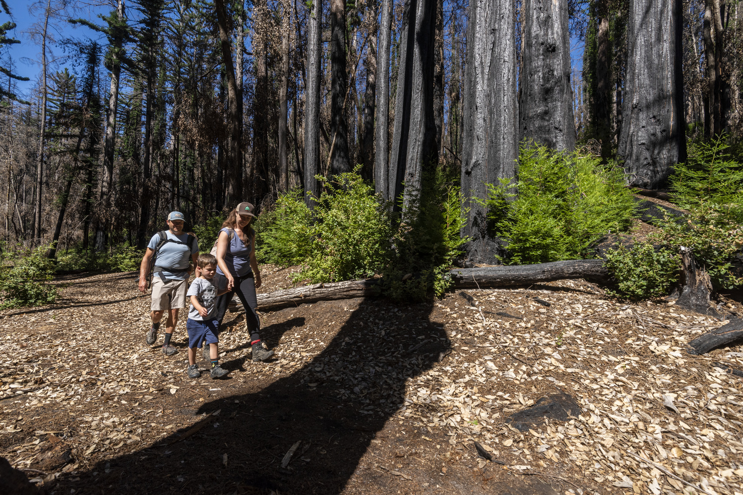 Big Basin Redwoods State Park
