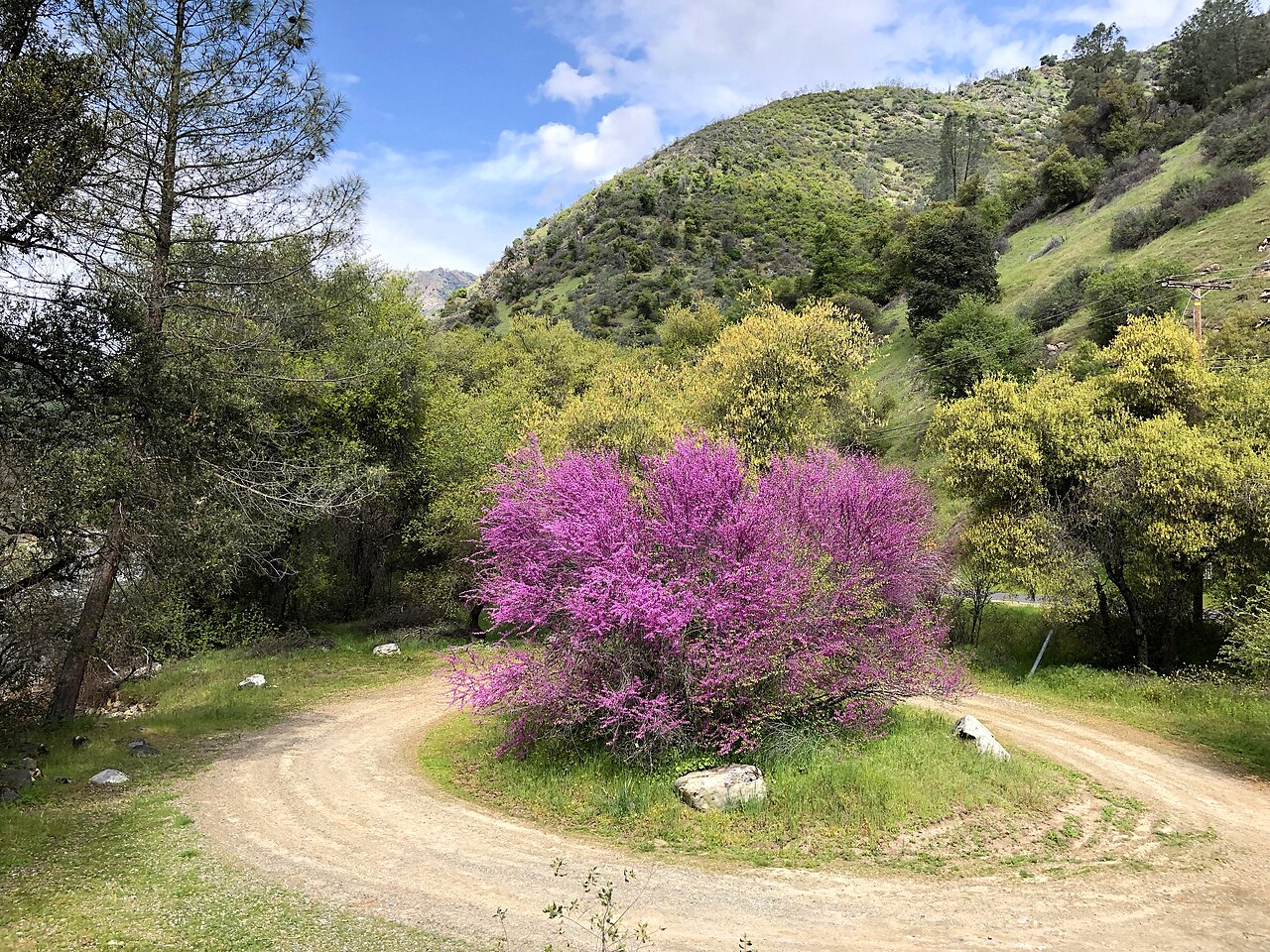 The Merced River is a very special place for viewing wildflowers. A most spectacular display can be seen during the spring and early summer months. For those less inclined to hike, the river can be accessed by car along a five mile BLM road (the old Yosem