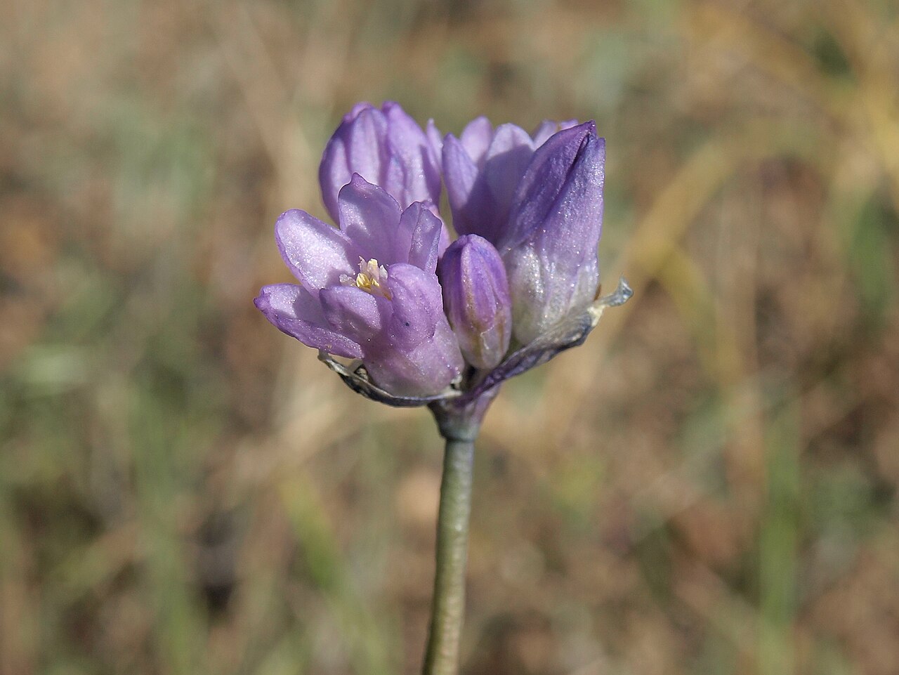bluedicks, Dichelostemma capitatum subsp. capitatum, California, Sierra Nevada, Rock Creek, Holiday Campground, Owens Valley drainage, elevation 2175 m (7135 ft).
This native perennial bulb is common across the southwestern United States in a variety of h