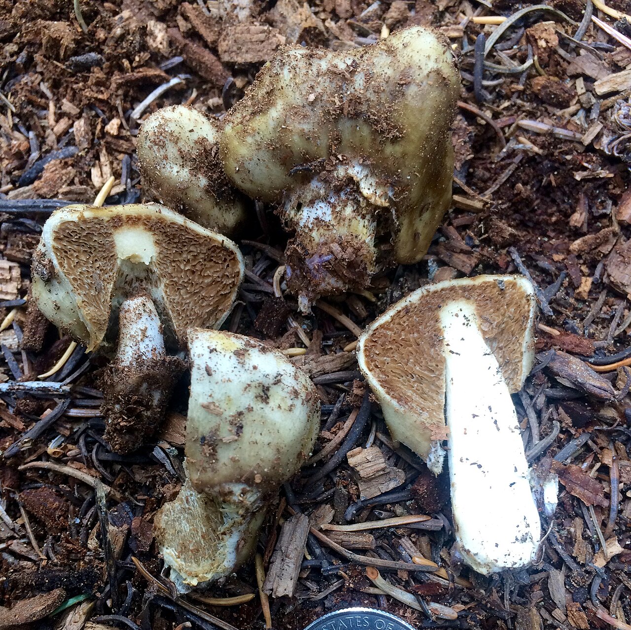 For more information about this, see the observation page at Mushroom Observer.