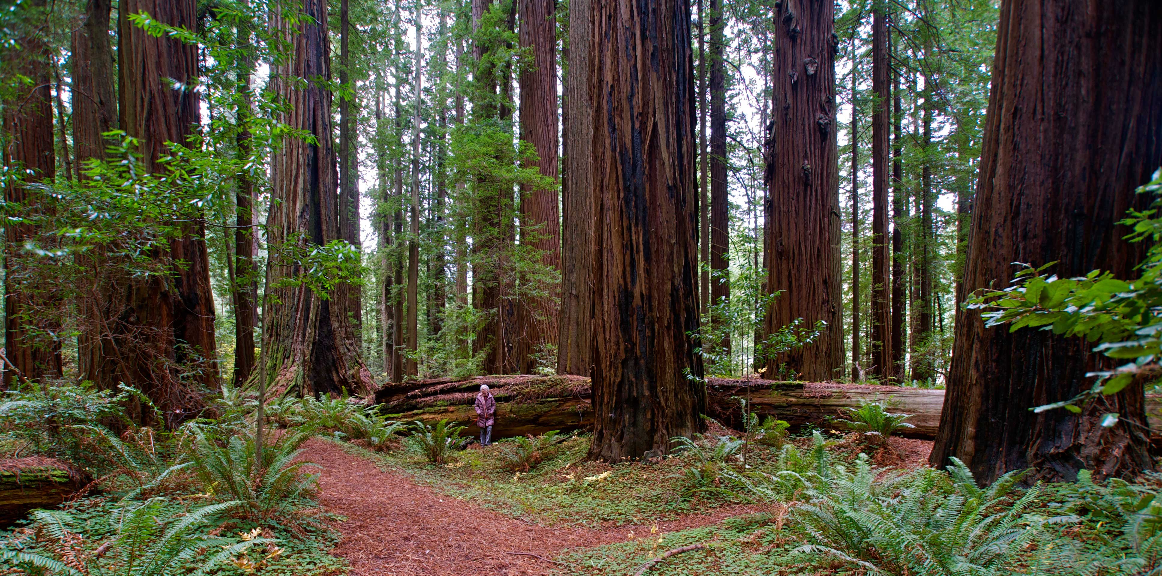Grizzly Creek Redwoods SP