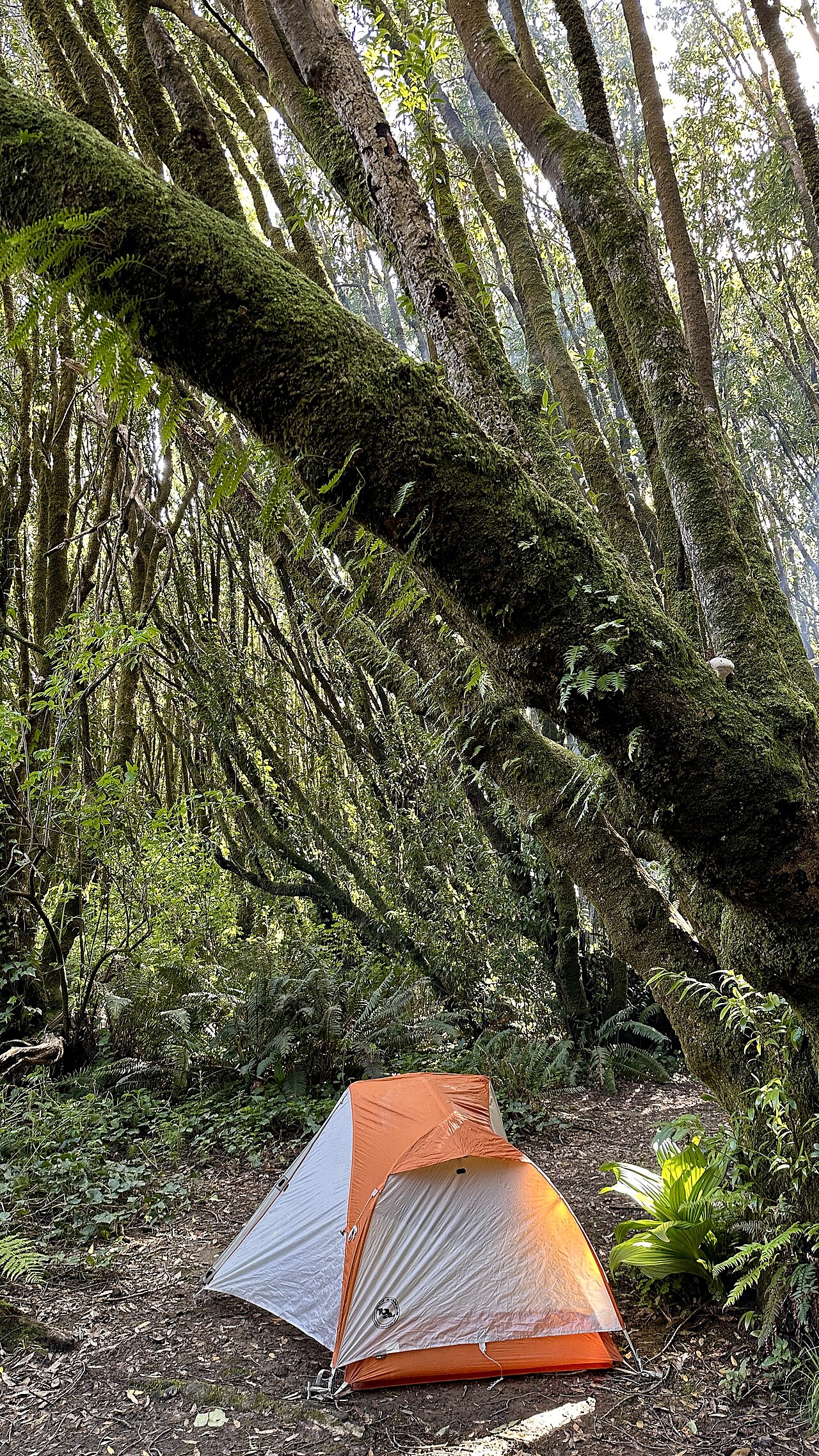 Gualala Point Regional Park Campground