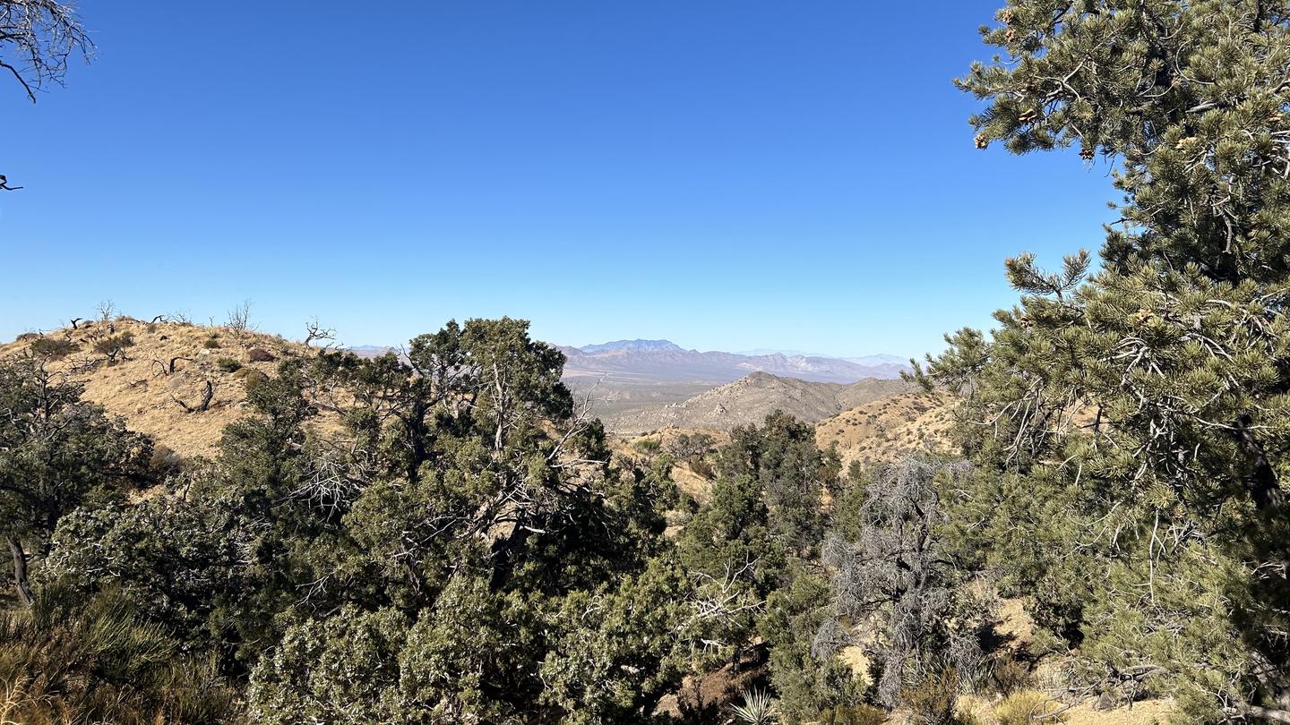 Mid Hills Campground, Mojave National Preserve - Recreation.gov