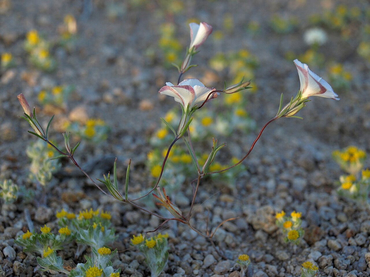 evening snow, Linanthus dichotomus subsp. dichotomus, California, Sierra Nevada, Tungsten Hills, Owens Valley drainage, elevation 1370 m (4490 ft).  (Also visible are yellowbuds, Eriophyllum pringlei.)
A reward for an early morning rise: flowers still ope