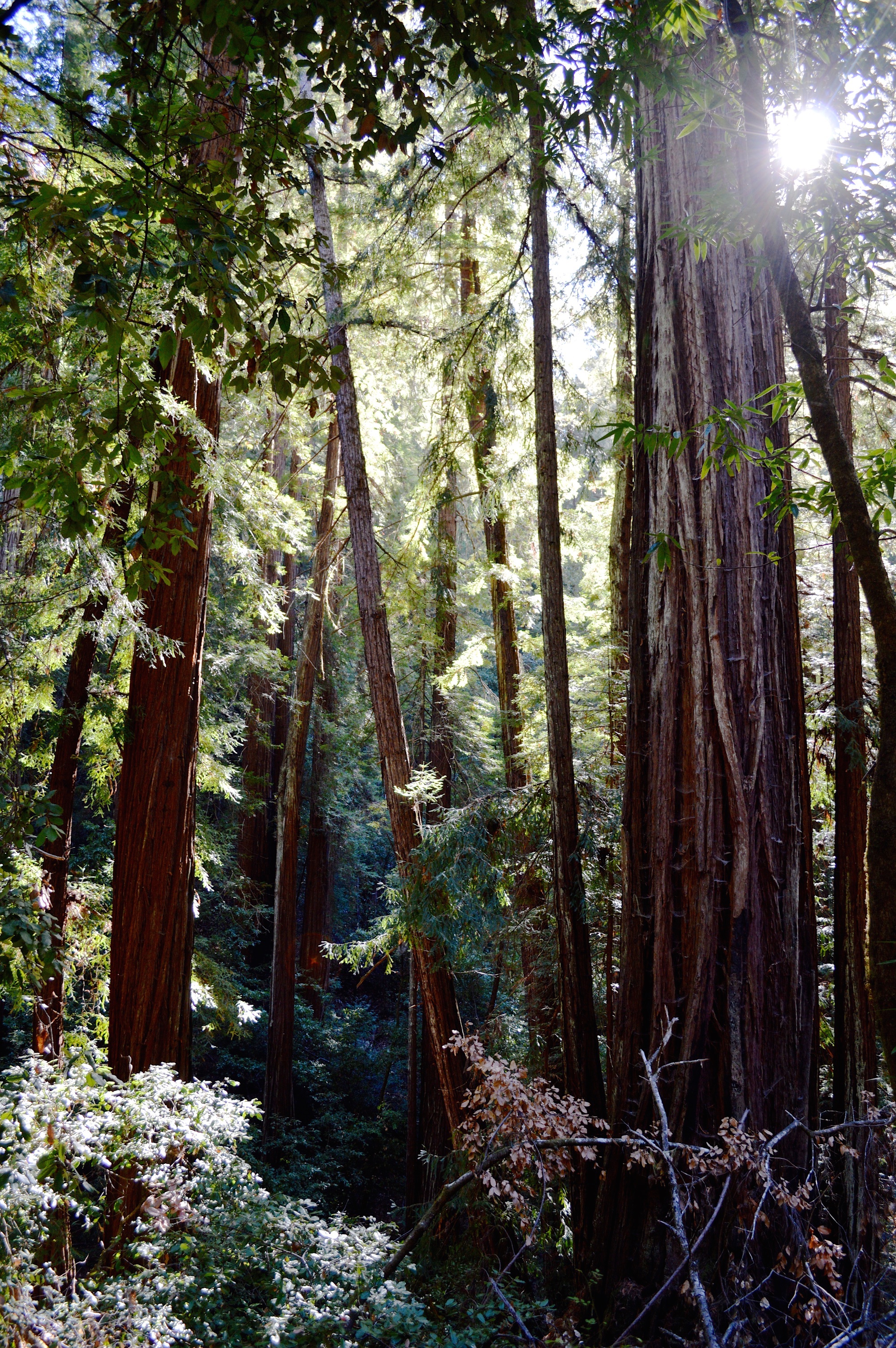 Portola Redwoods State Park