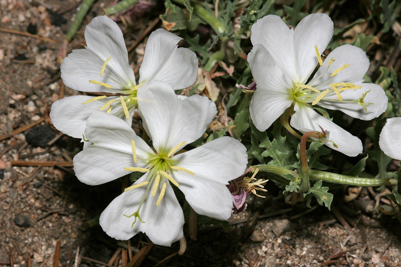 Oenothera californica, campground north of Dollar Lake, San Bernardino Mts., 34.175 -116.865, 1 Jul 2008.