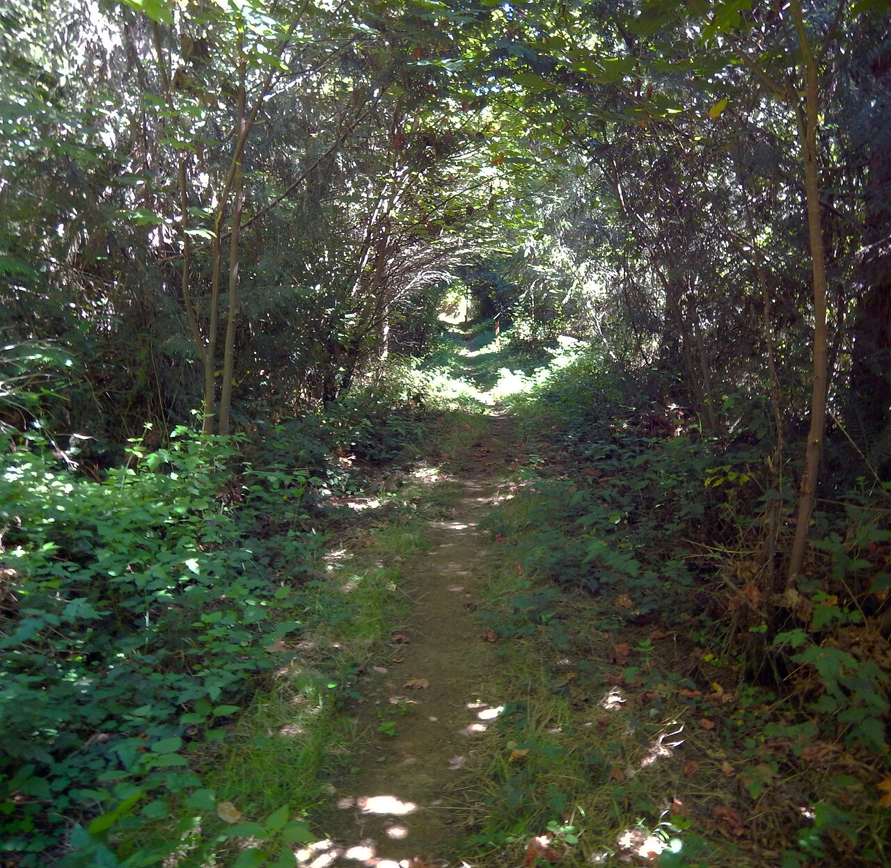 Beginning in the Whittaker Creek Campground, the steep Old Growth Ridge Trail ascends 750 vertical feet over a mile’s length, topping out at a peekaboo viewpoint over the Siuslaw River. Benches and interpretive panels along the way allow a moment to catch
