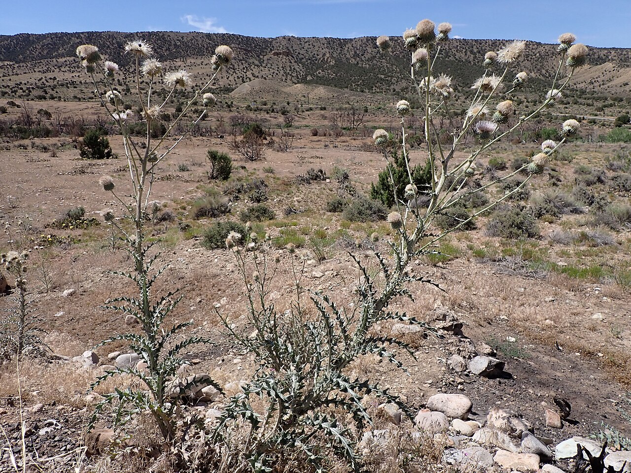 Growing along the road from Spanish Valley (south of Moab) to the Warner Lake campground at the north end of the La Sal Mountains, San Juan County, Utah (just south of the Grand County line). This is most likely graygreen thistle because of the whitish co