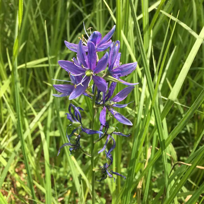 Camas
