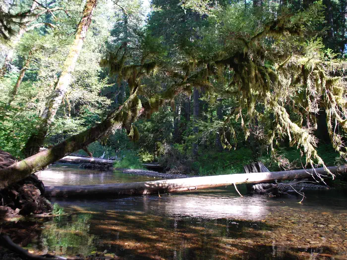 Moss Creek