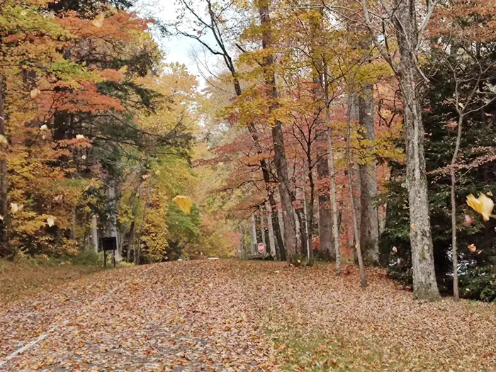Cosby Park Road