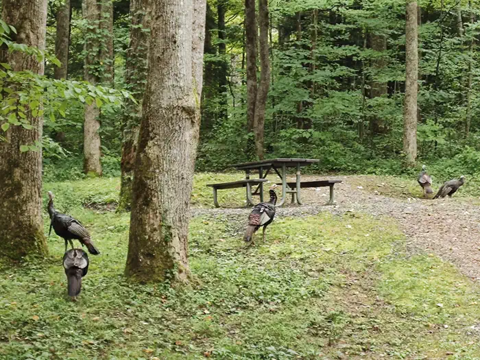 A Flock of Turkeys