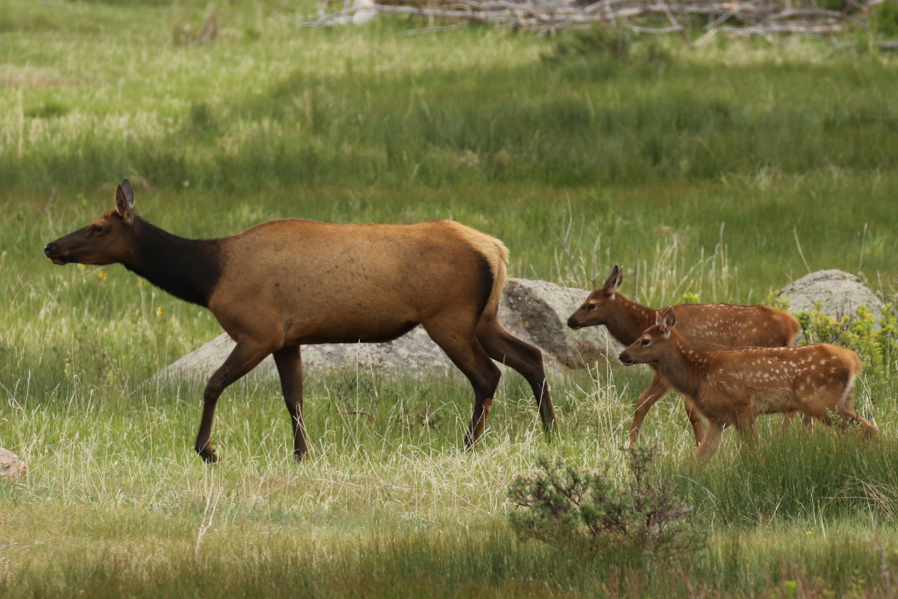 A cow elk is walking in a meadow with two calves