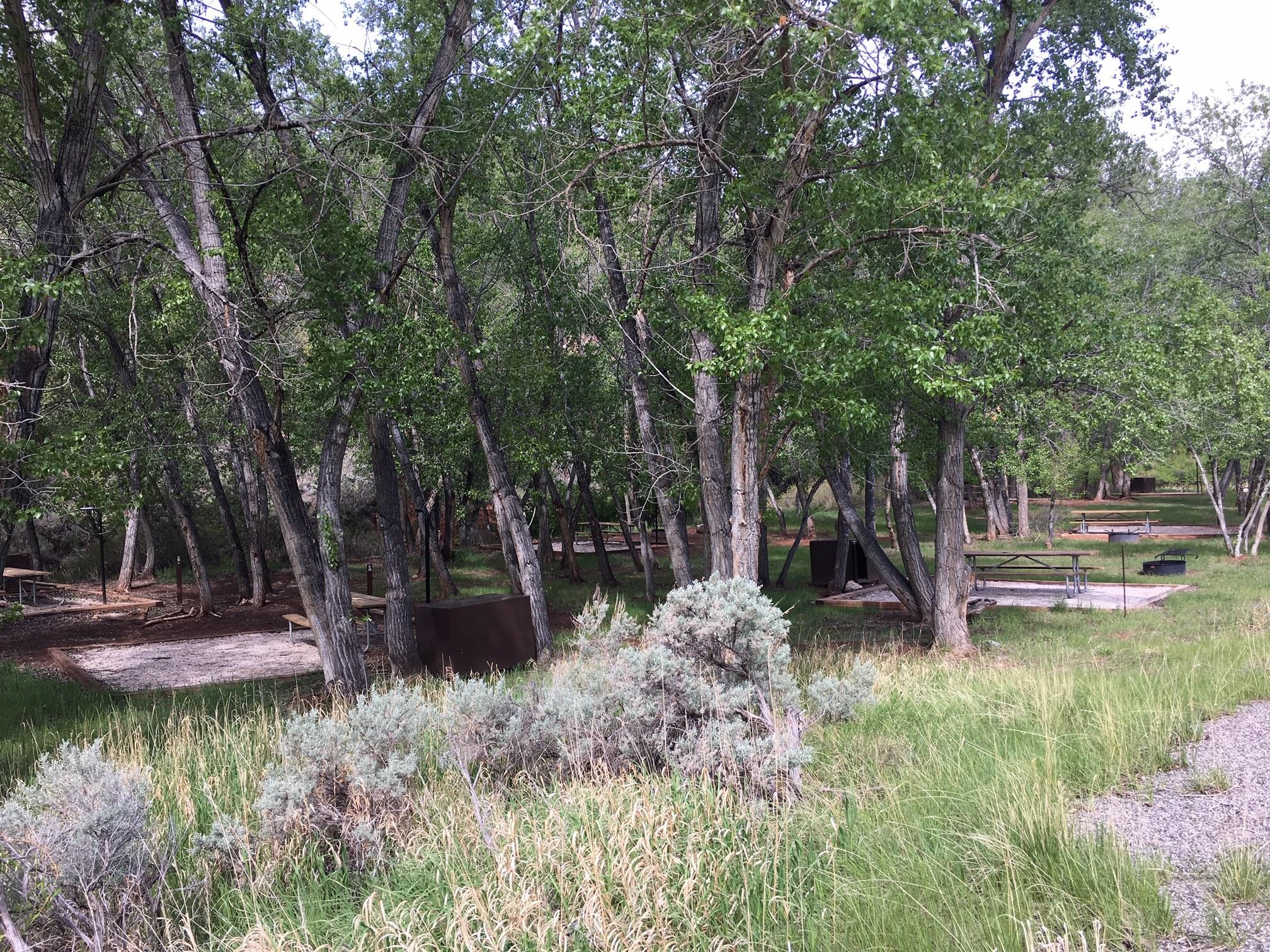 Several small tent campgrounds in the cotton wood trees.