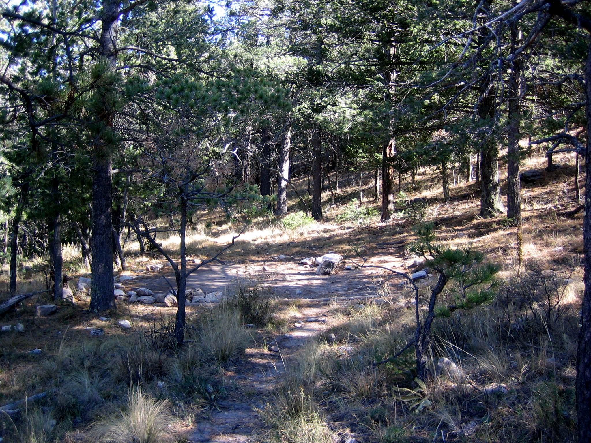 A hardened surface for tents in a forest