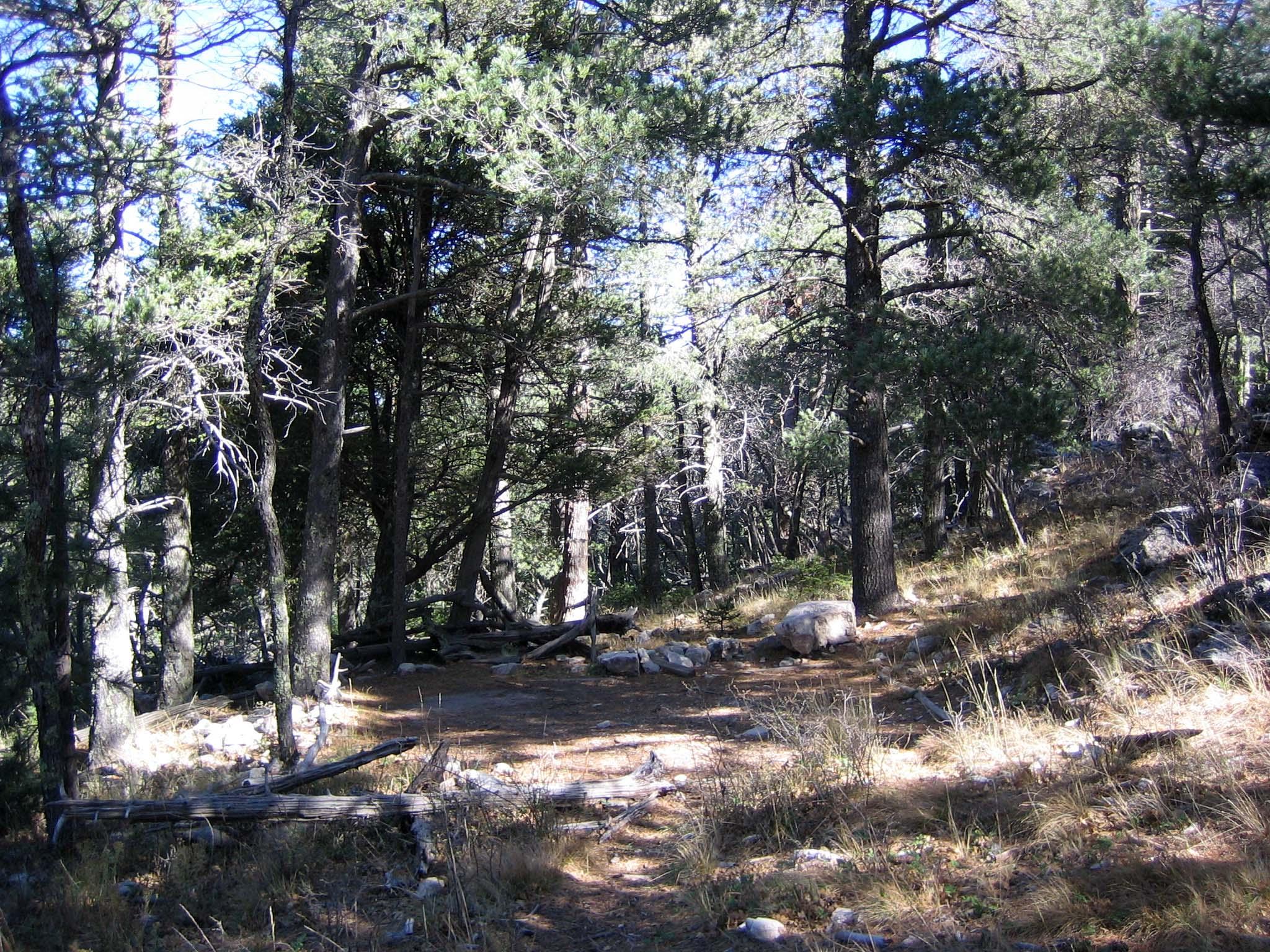 A hardened surface for tents surrounded by trees