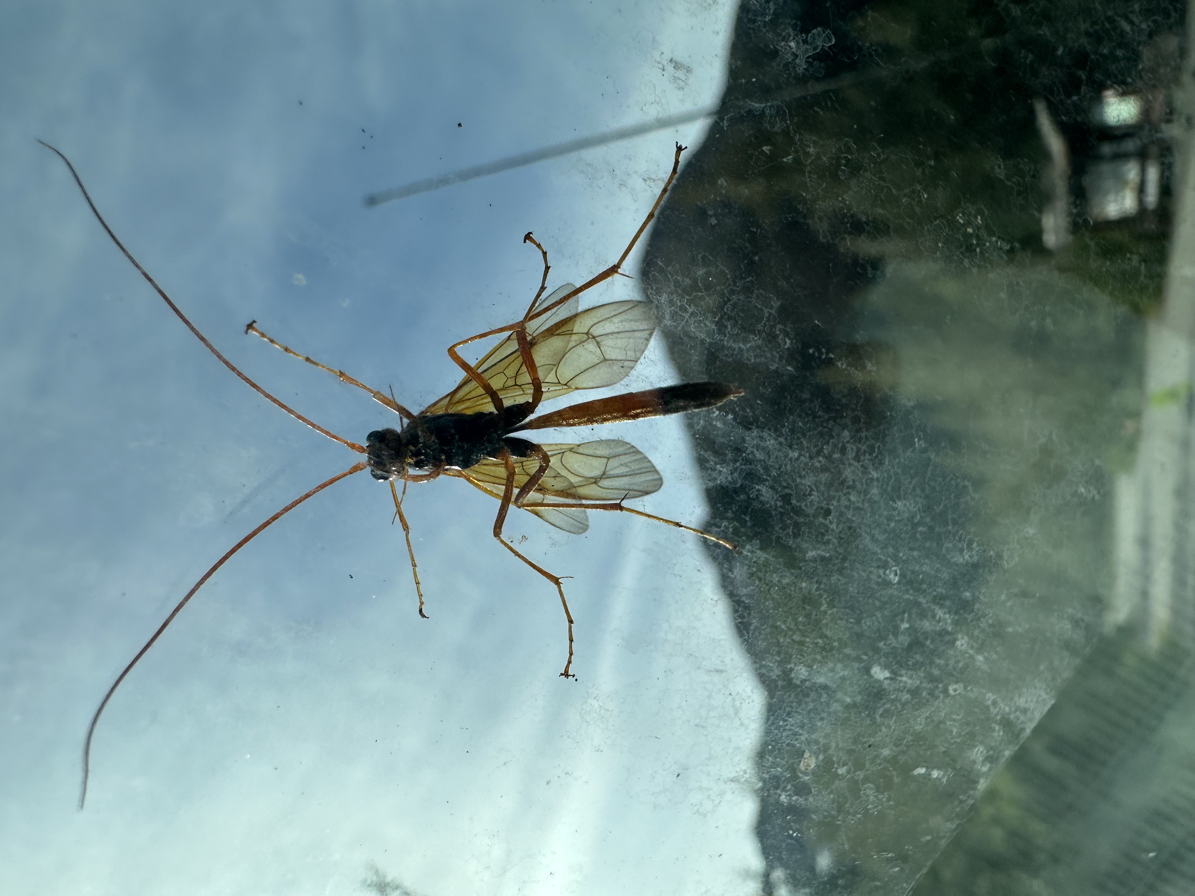 Ichneumonid wasp saying hello at Williwaw Campground Glacier Ranger District. USDA Forest Service photo by Amber Kraxberger-Linson