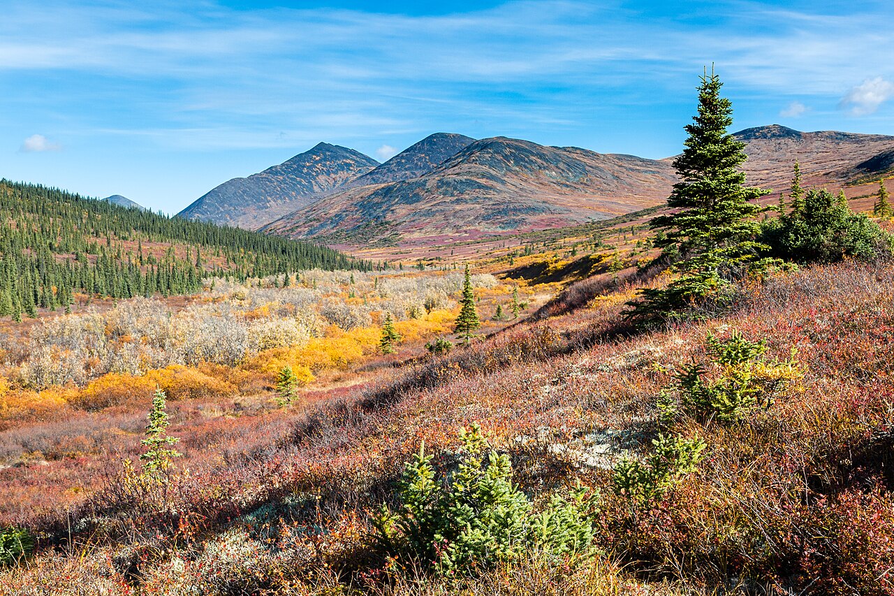Fall colors cover the tundra in upper Nome Creek upstream from the Mt. Prindle Campground in the White Mountains National Recreation Area, Alaska. BLM Alaska photo by Craig McCaa.