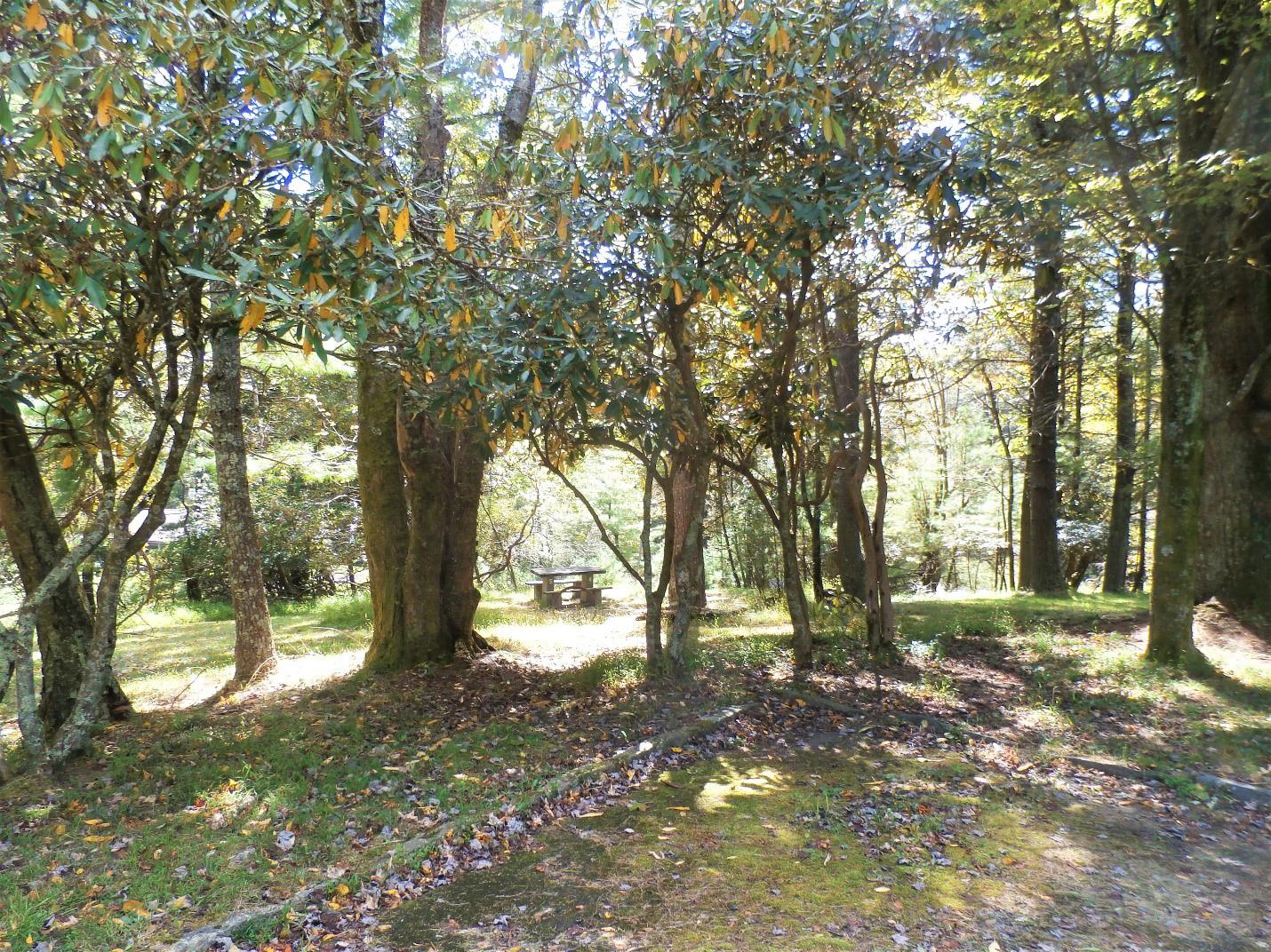 Doughton Park Campground campground photo