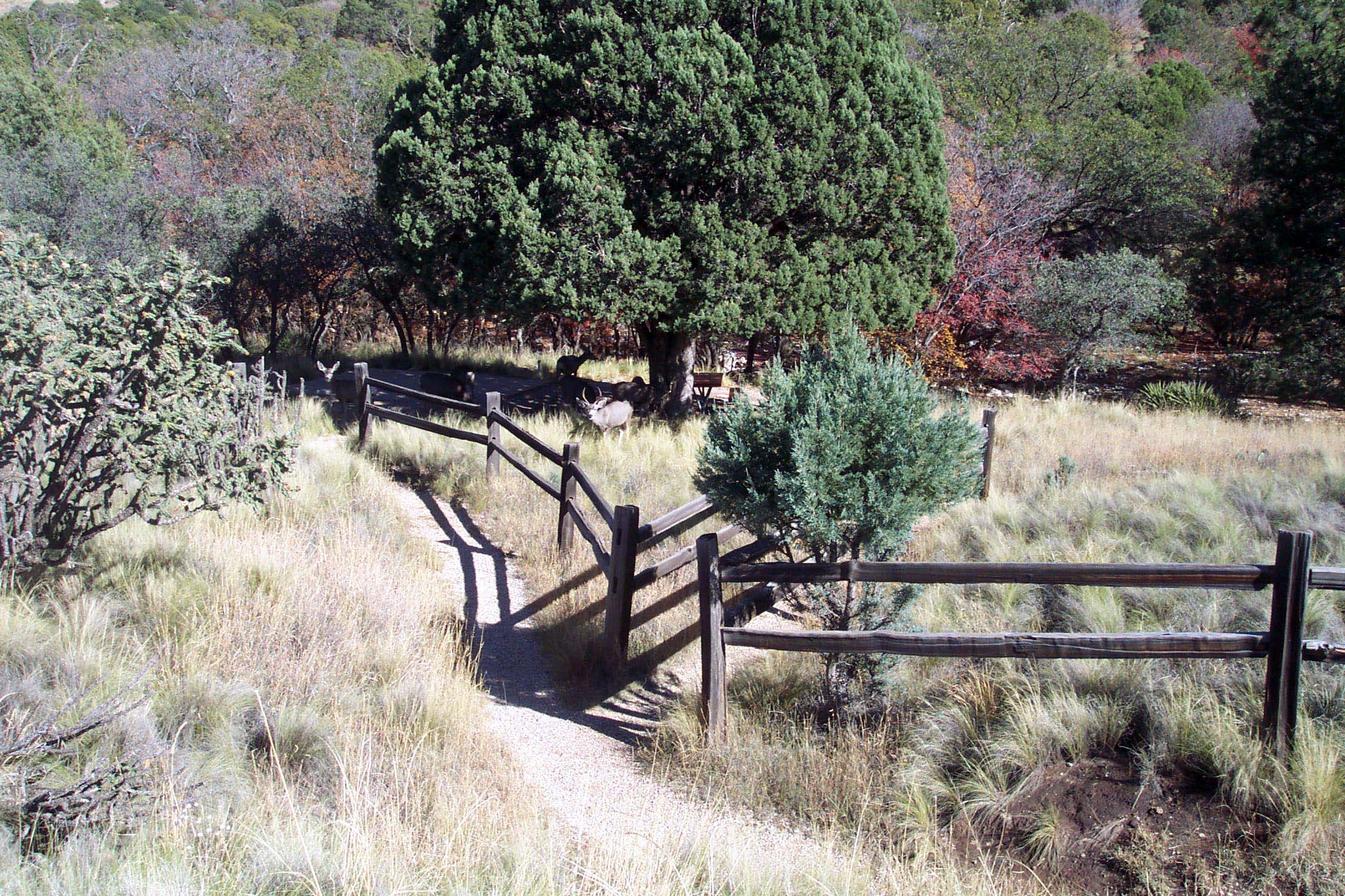 Dog Canyon Campground campground photo