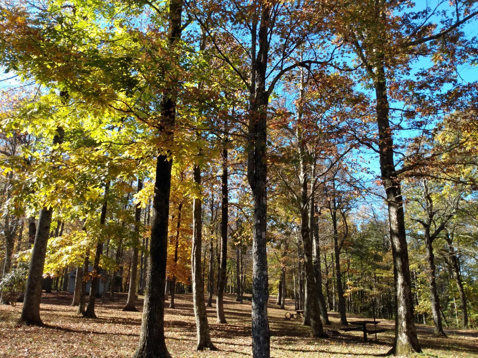 Crabtree Falls Campground campground photo