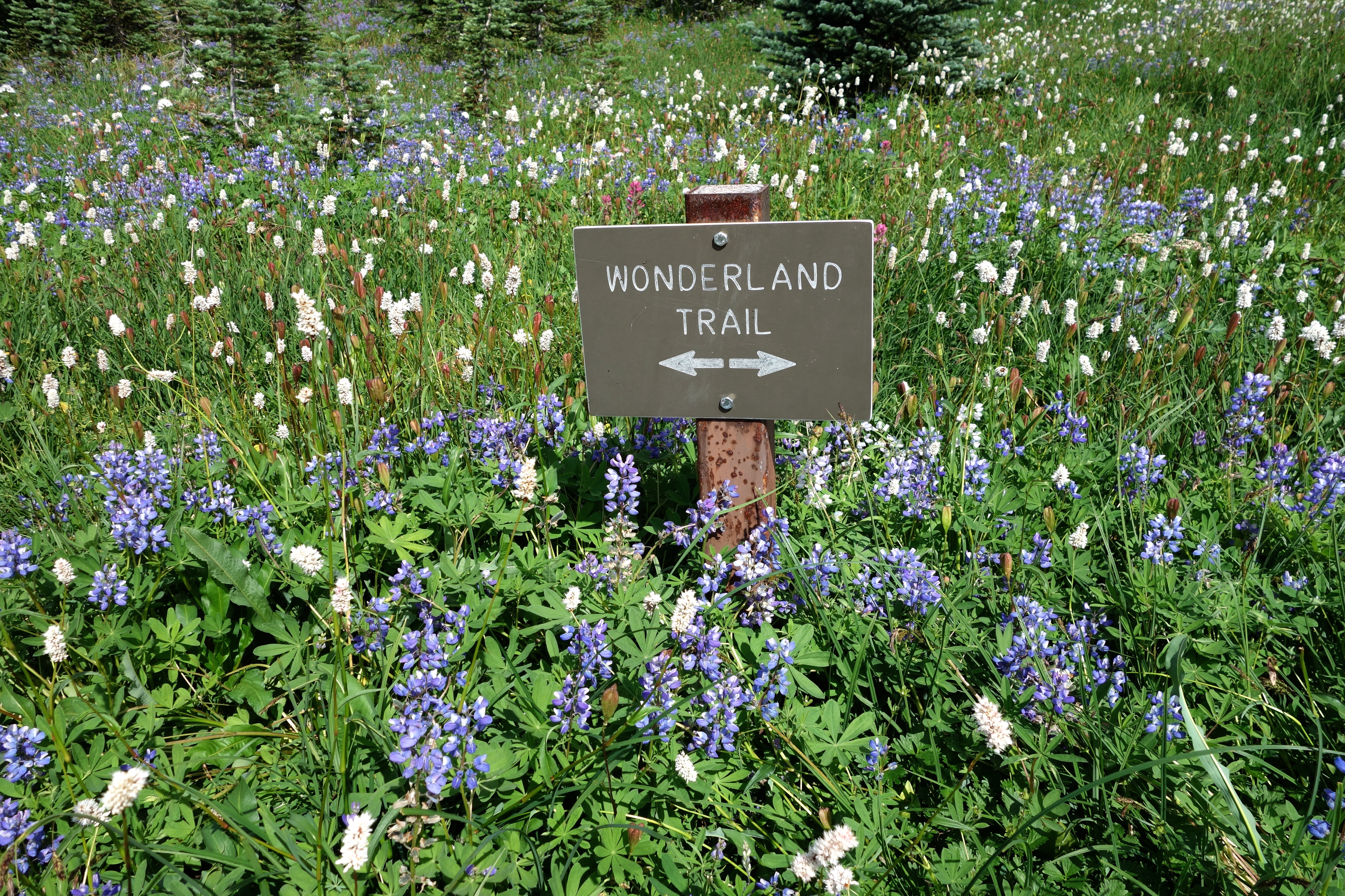 Cougar Rock Campground campground photo