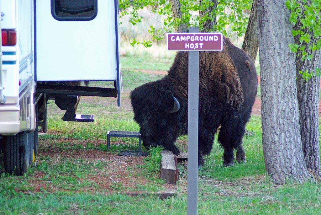 Cottonwood Campground campground photo