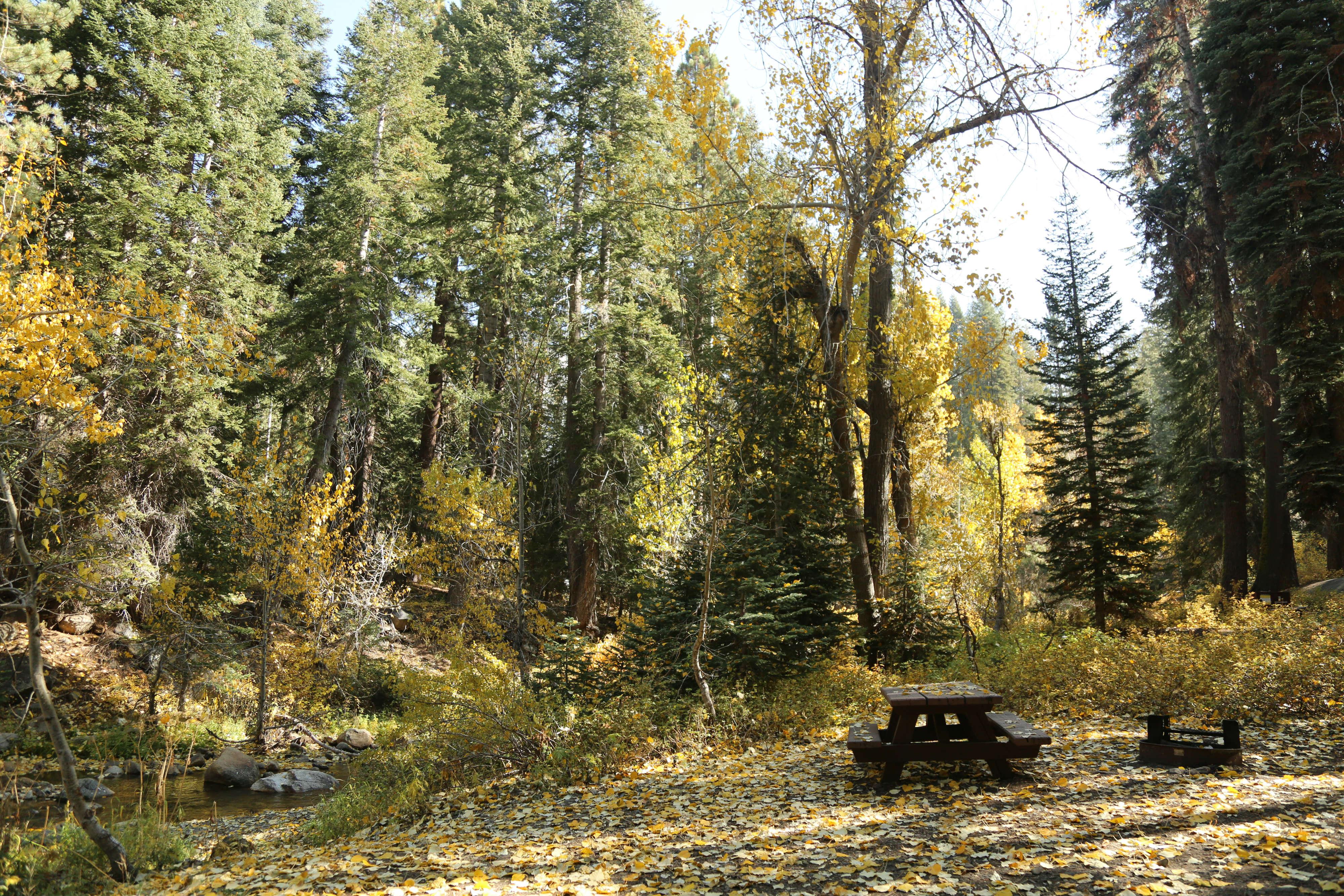 Cold Springs Campground campground photo