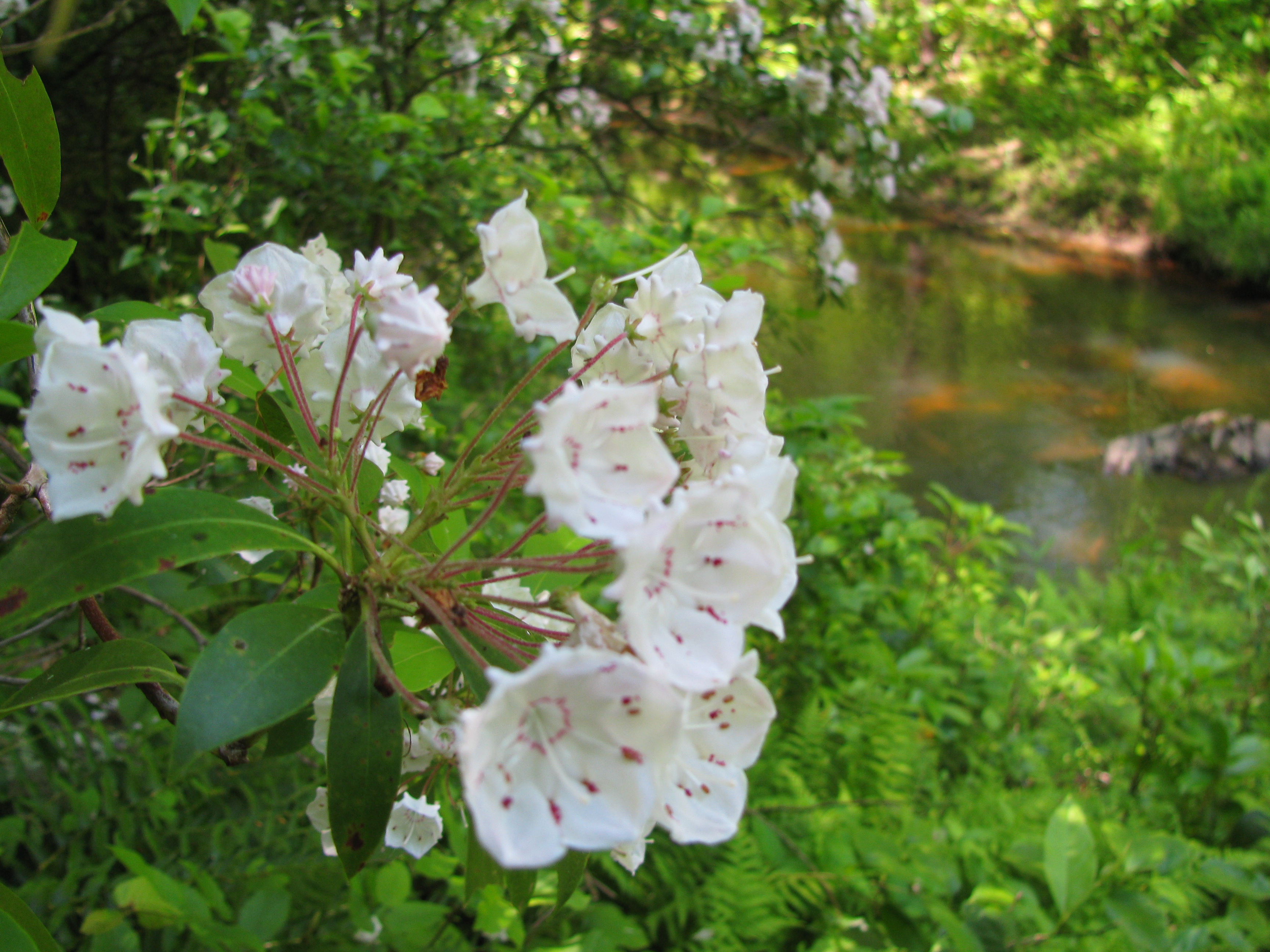 Chopawamsic Backcountry Area campground photo