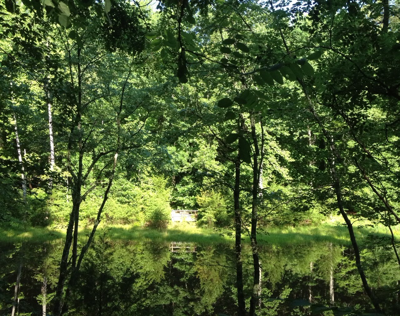 Chopawamsic Backcountry Area campground photo
