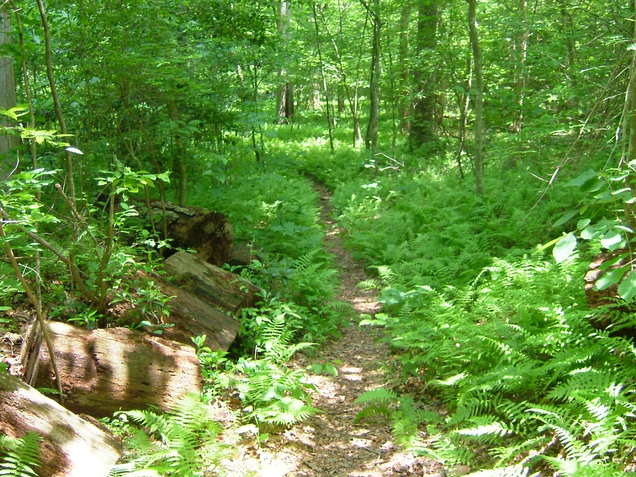 Chopawamsic Backcountry Area campground photo