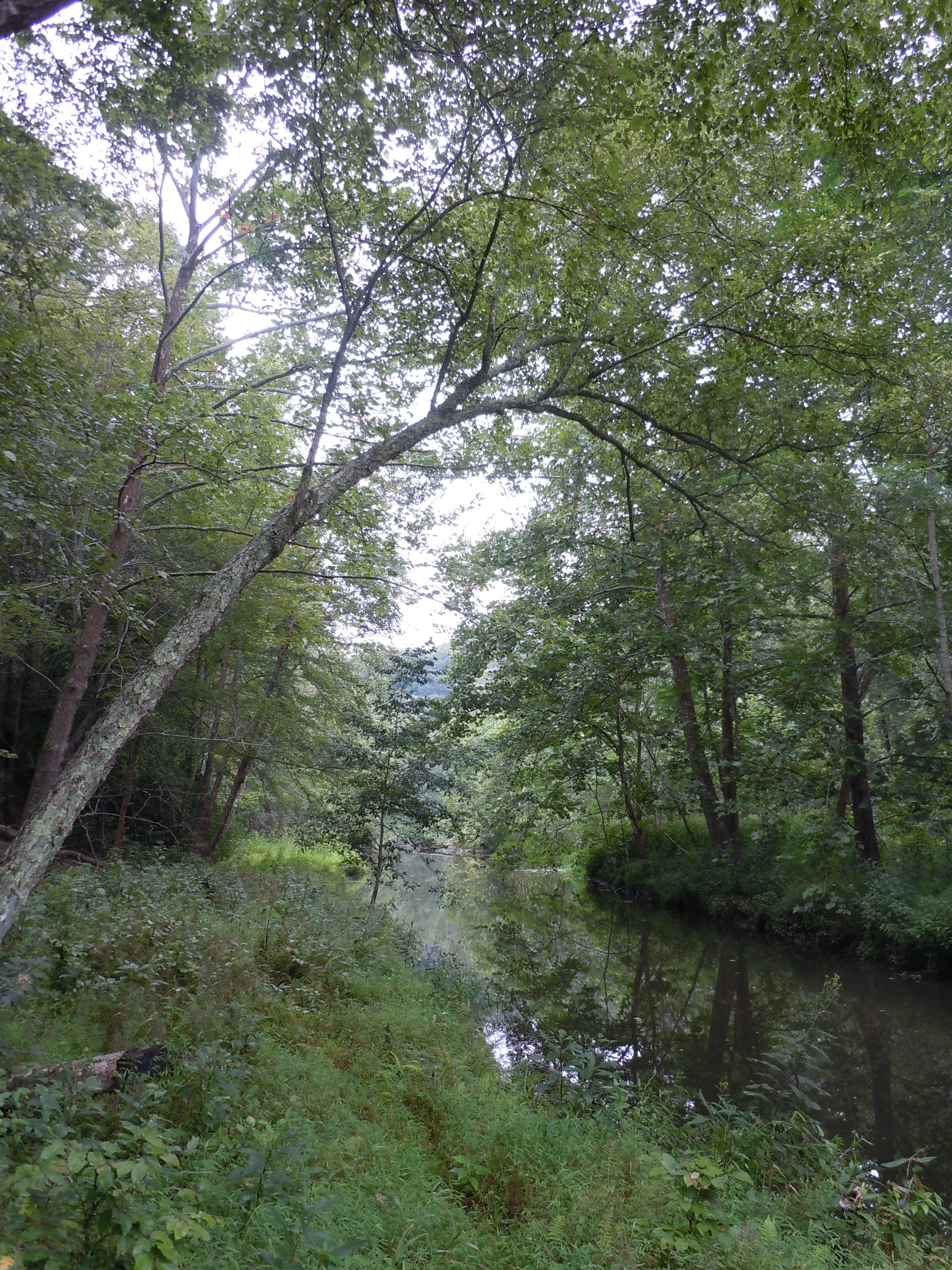 Chopawamsic Backcountry Area campground photo
