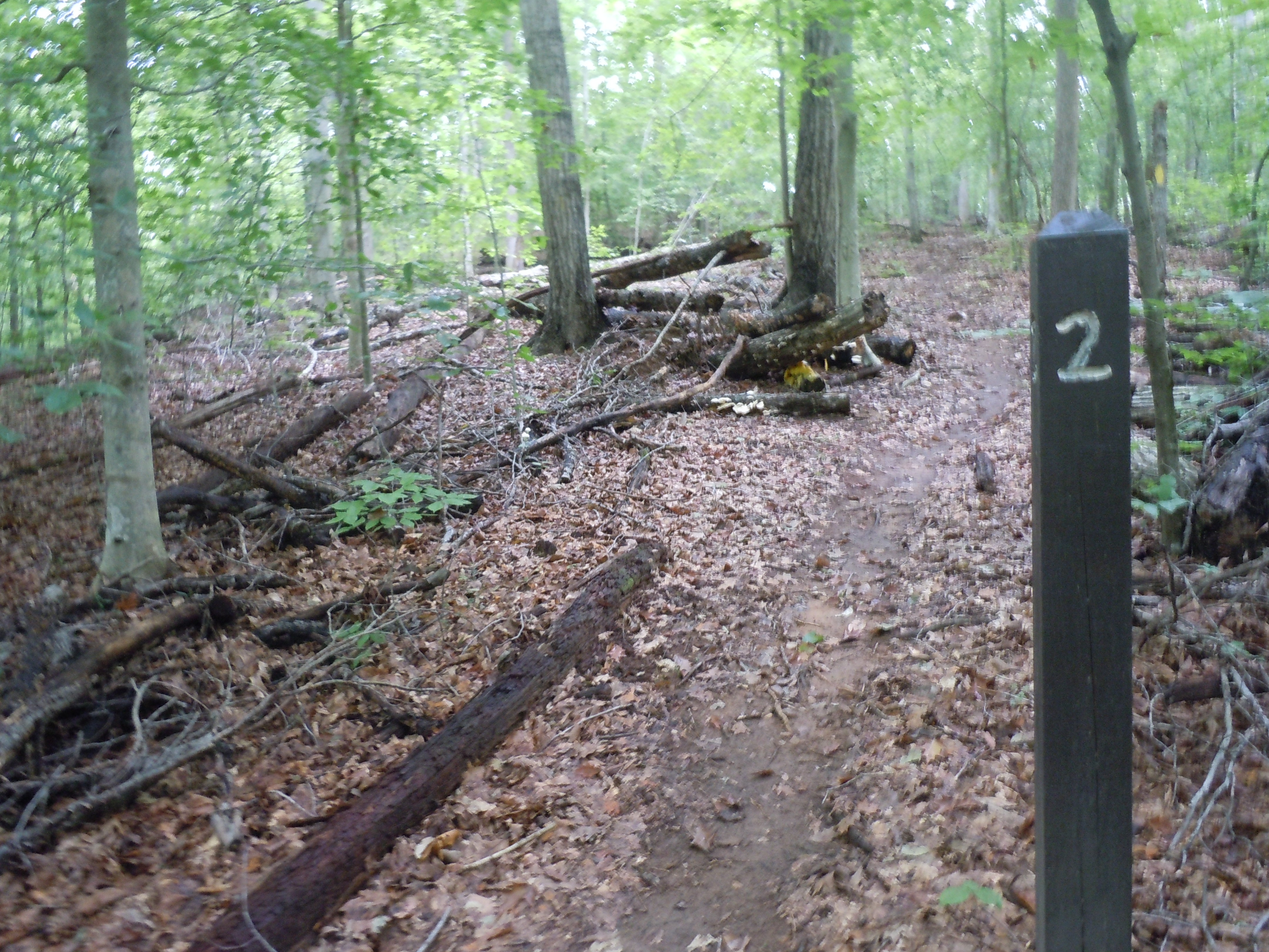 Chopawamsic Backcountry Area campground photo