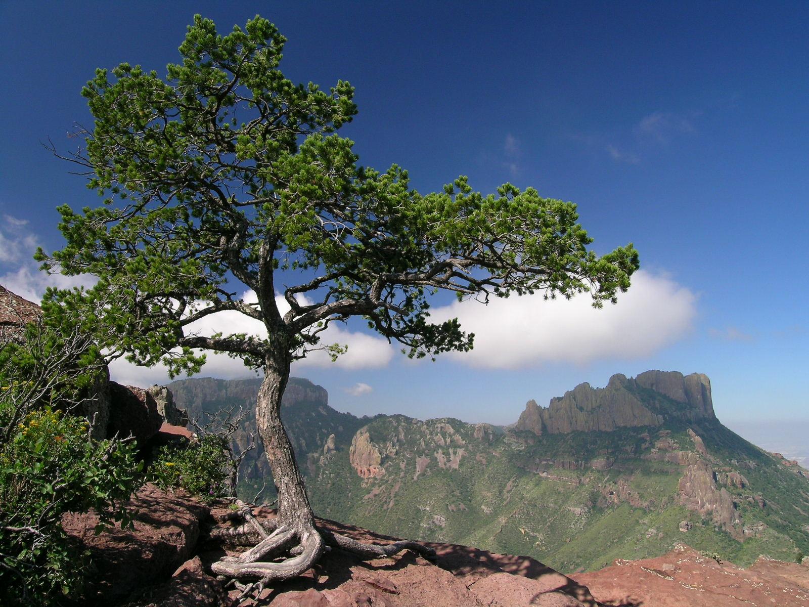 Chisos Basin Campground campground photo