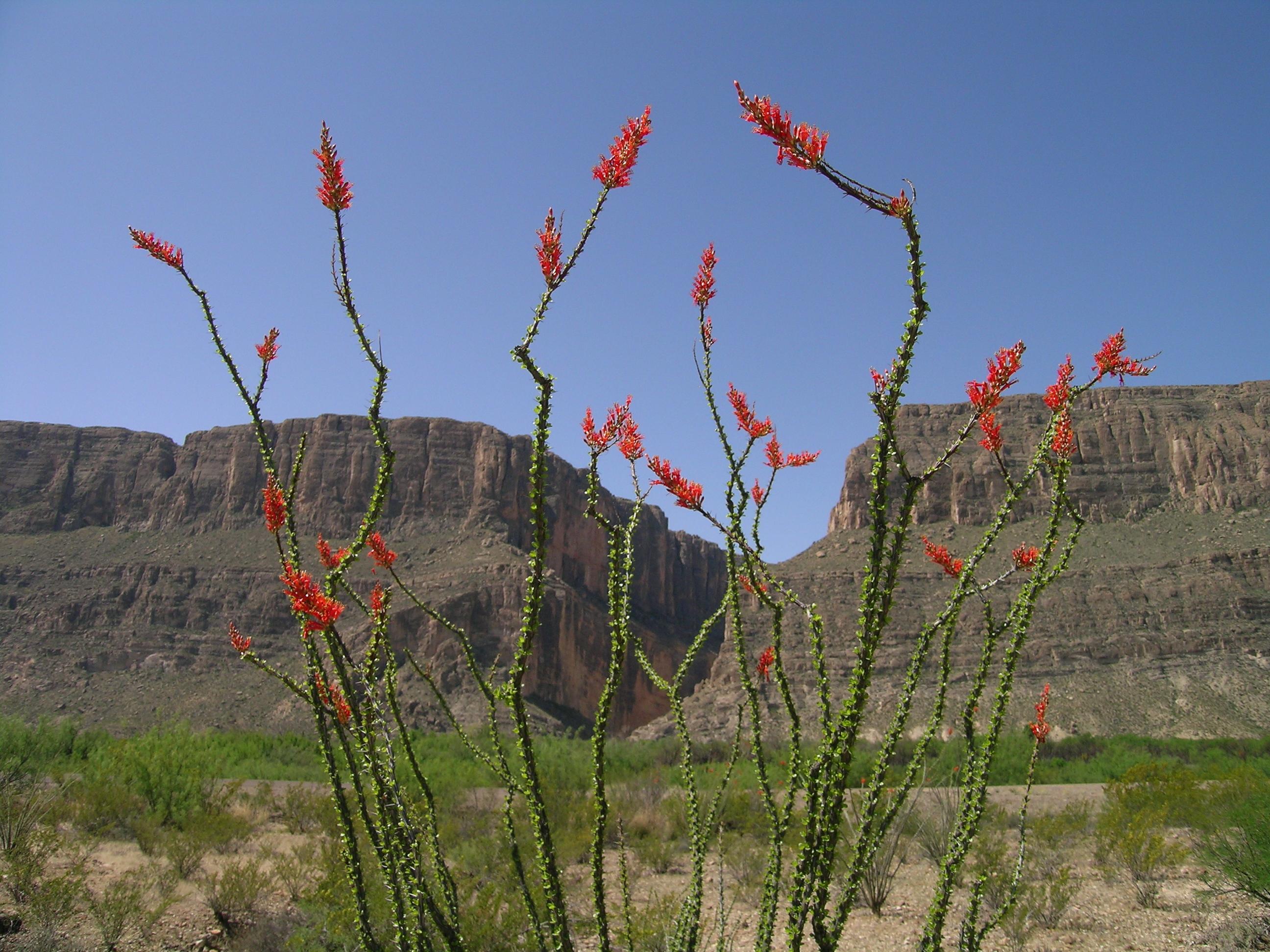 Chisos Basin Campground campground photo