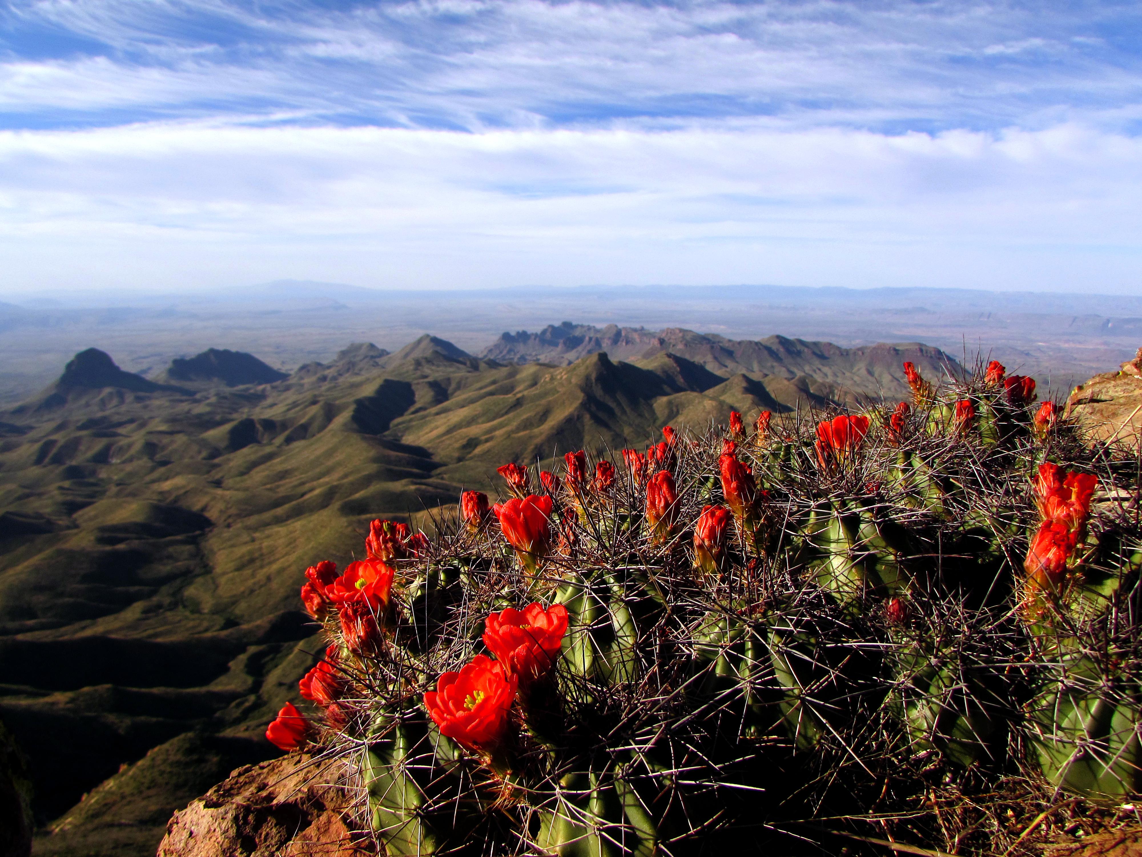 Chisos Basin Campground campground photo