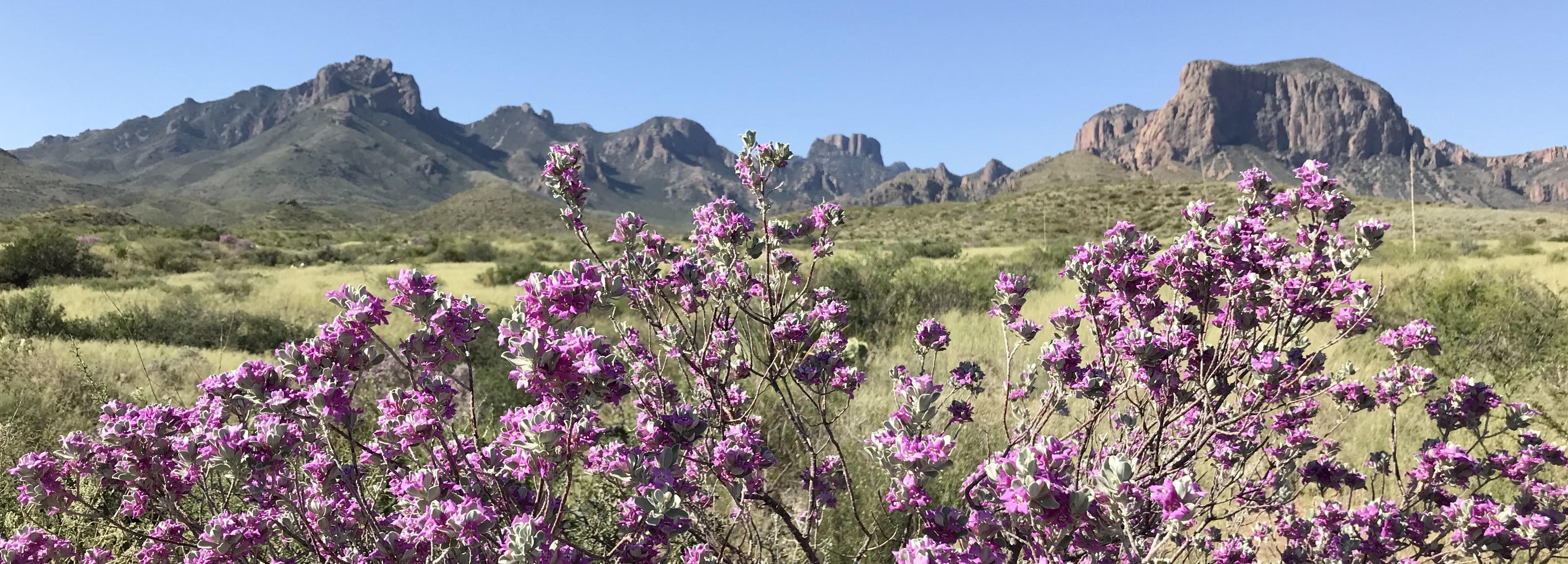 Chisos Basin Campground campground photo