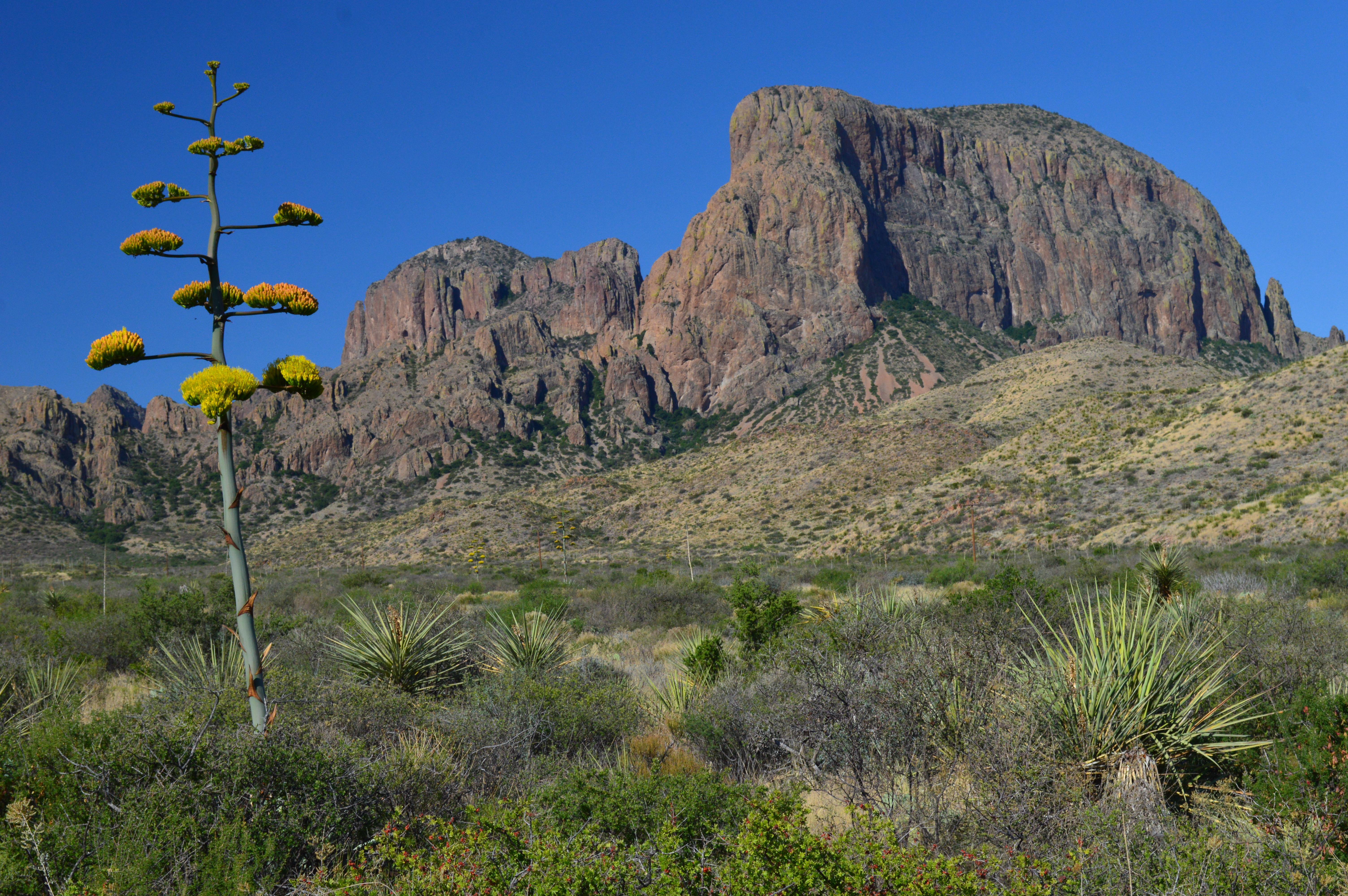 Chisos Basin Campground campground photo