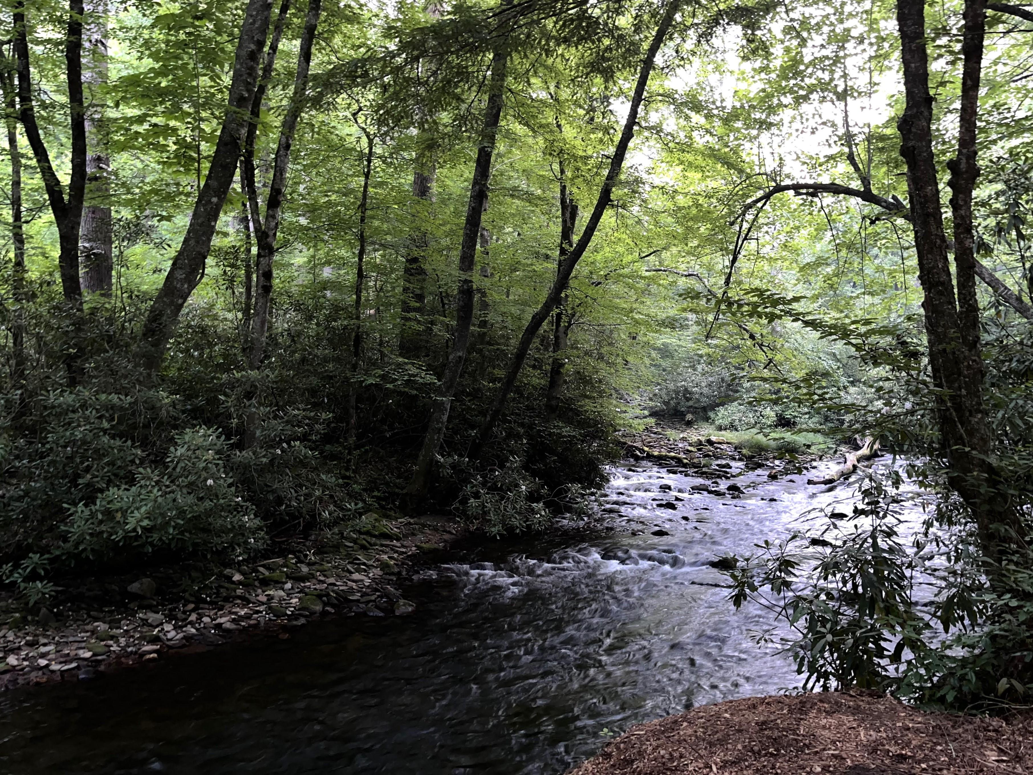 Cataloochee Campground campground photo
