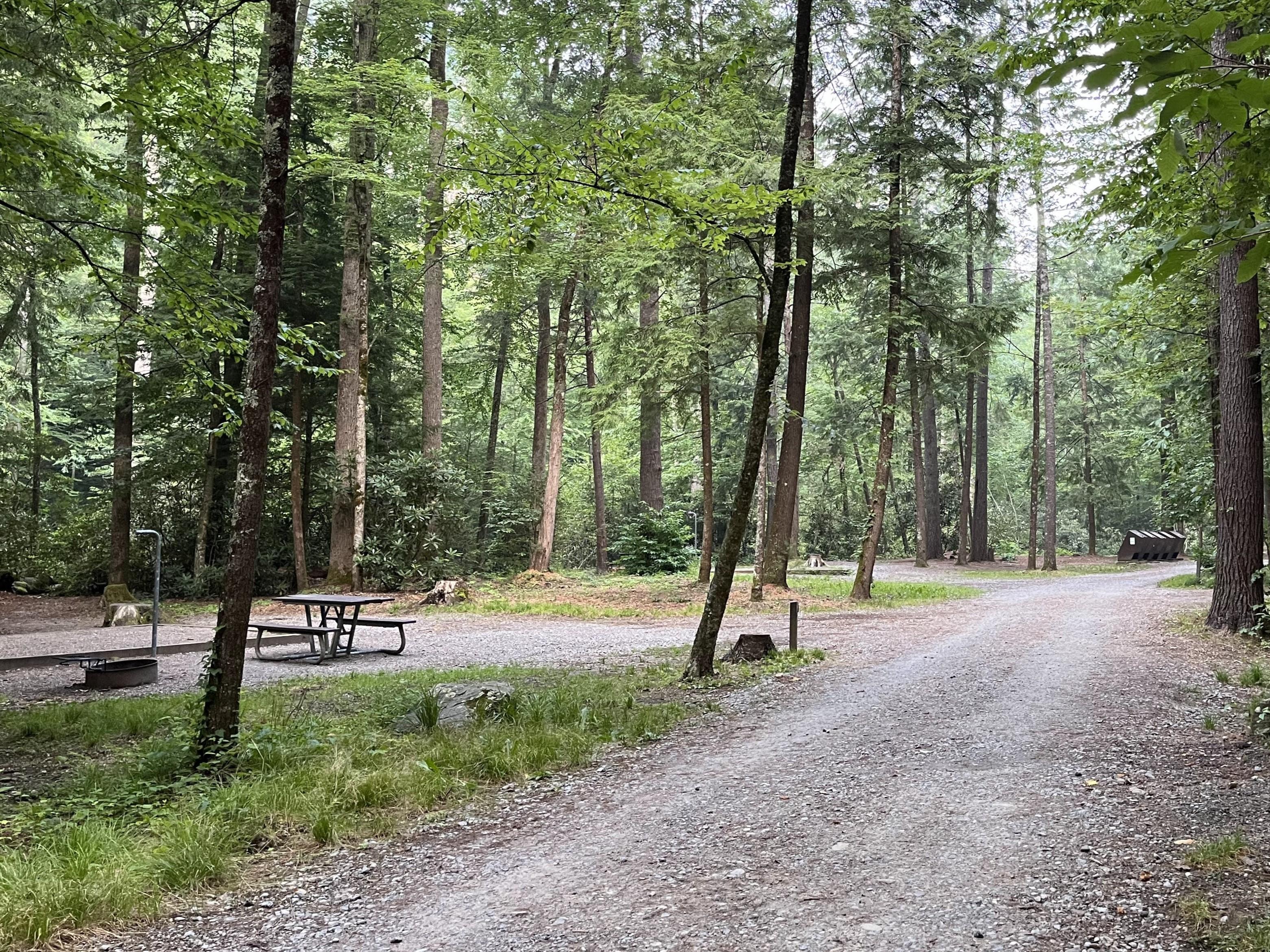 Cataloochee Campground campground photo