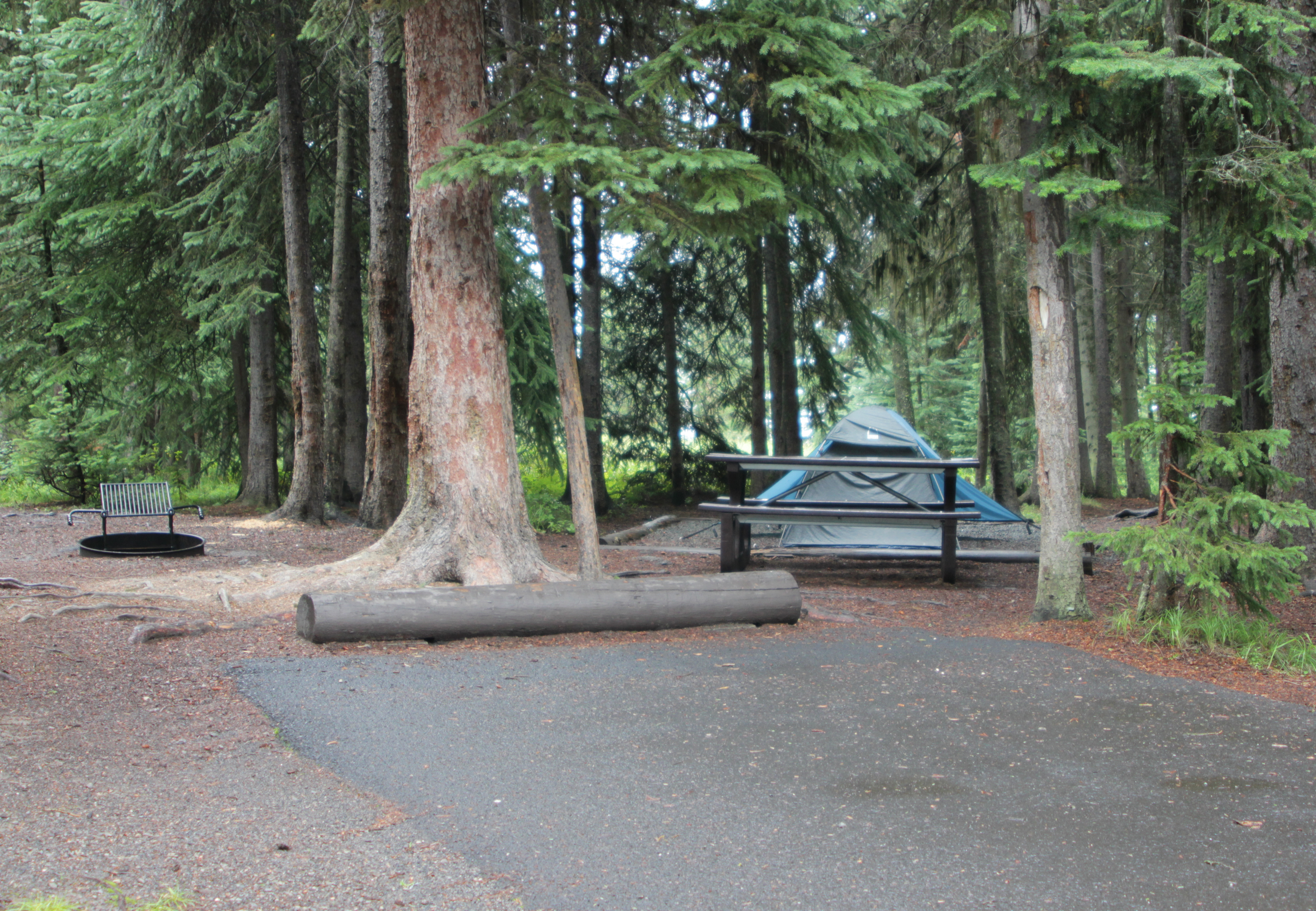 Bridge Bay Campground campground photo