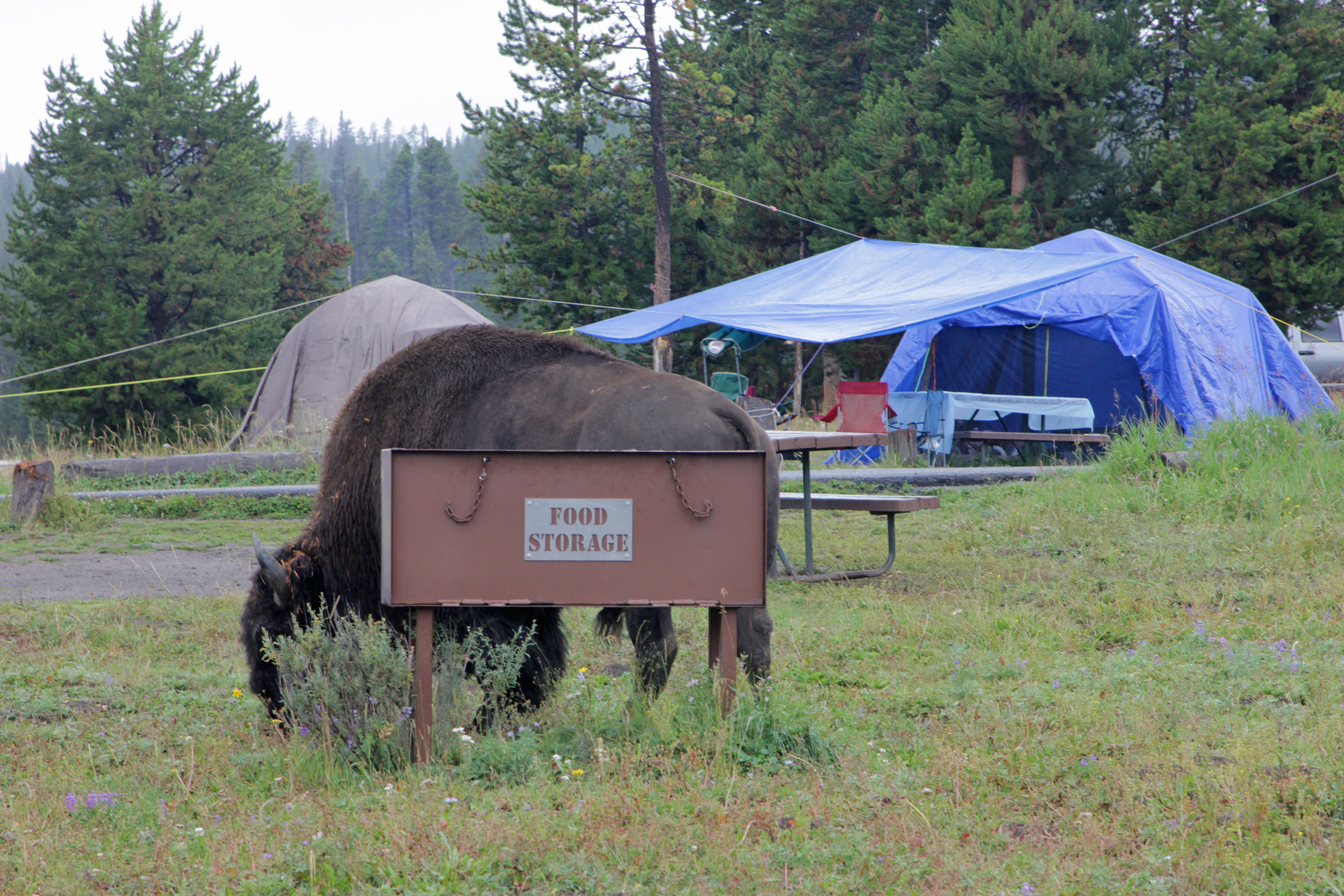 Bridge Bay Campground campground photo