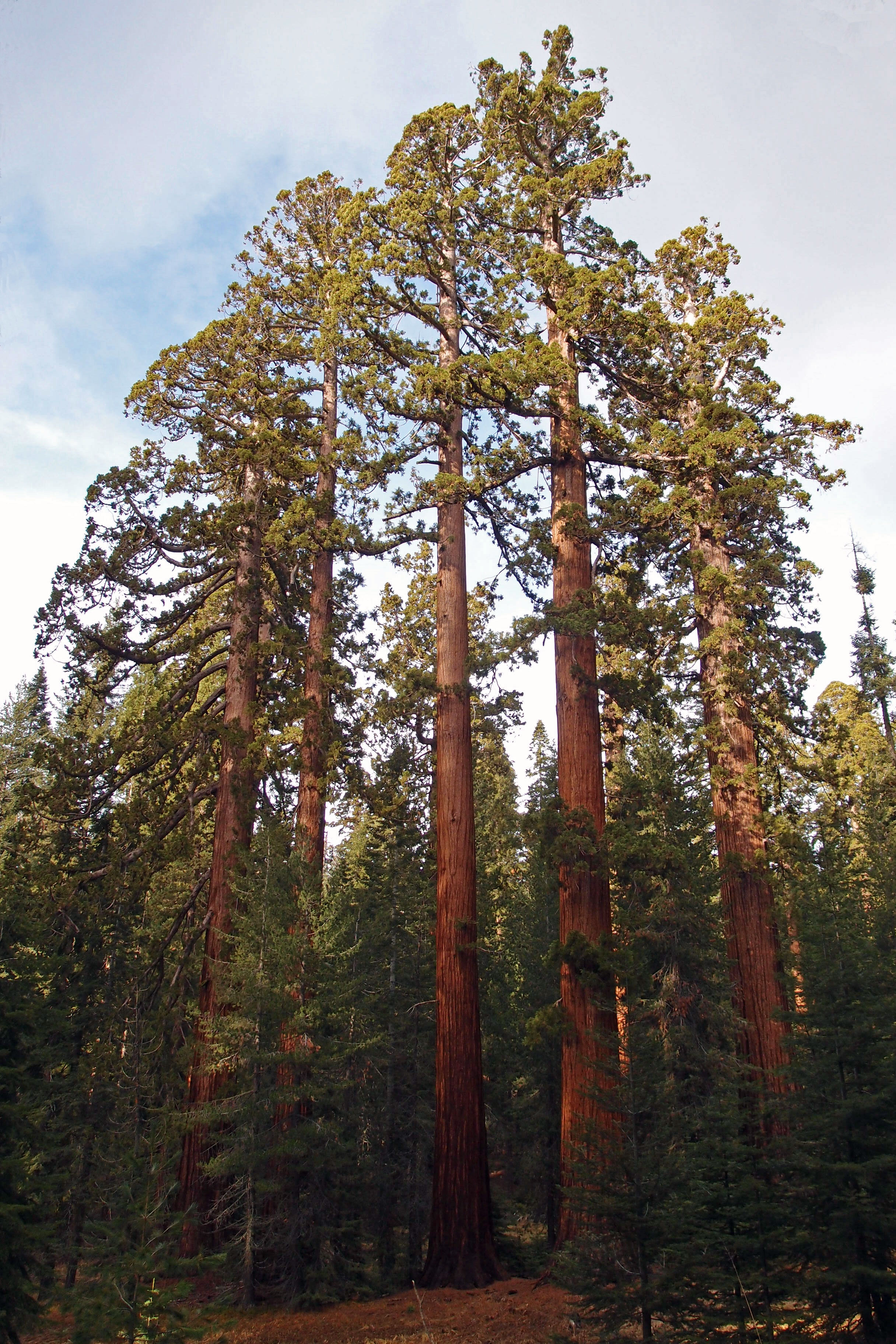 Bridalveil Creek Campground campground photo