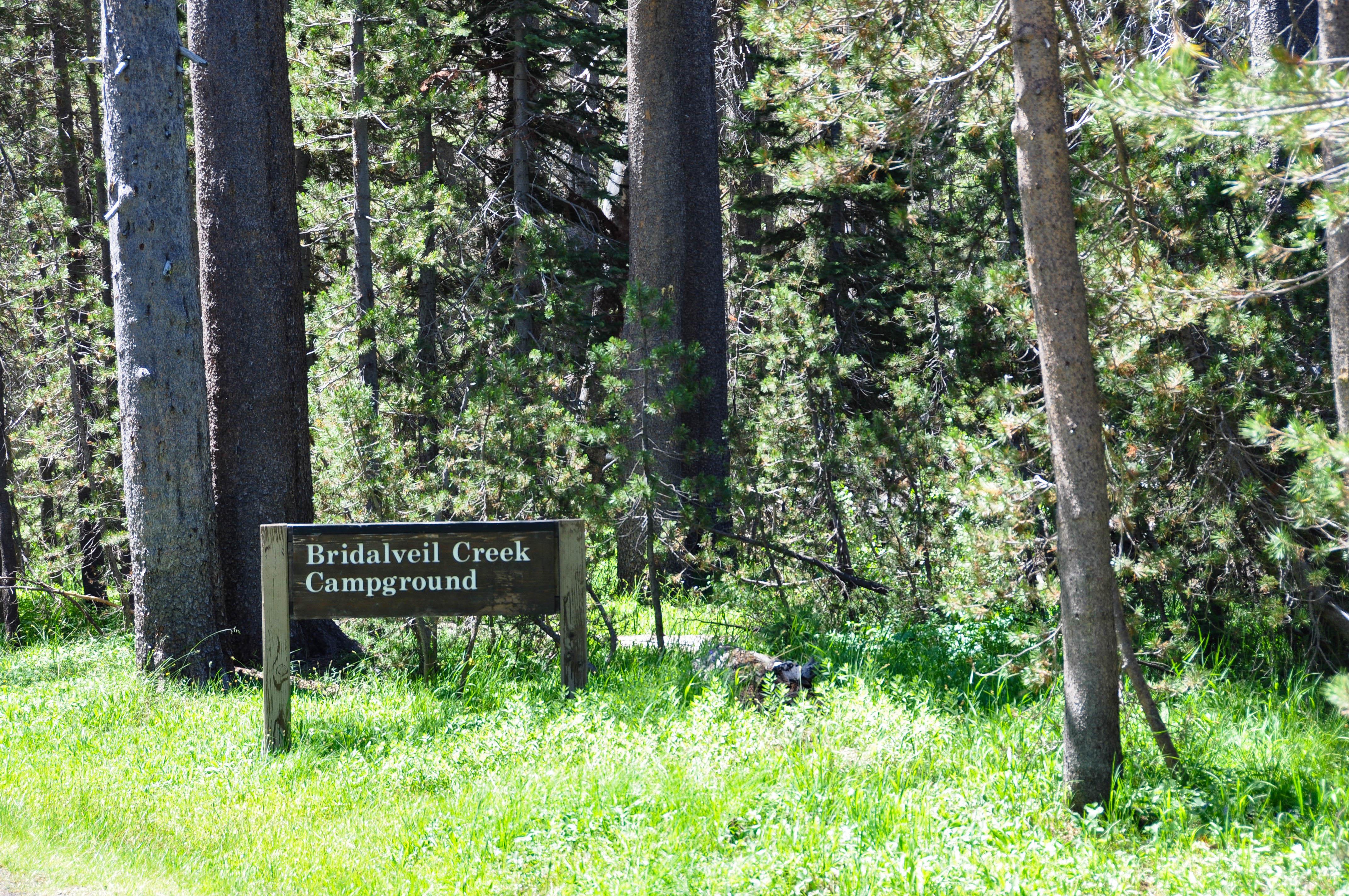 Bridalveil Creek Campground campground photo
