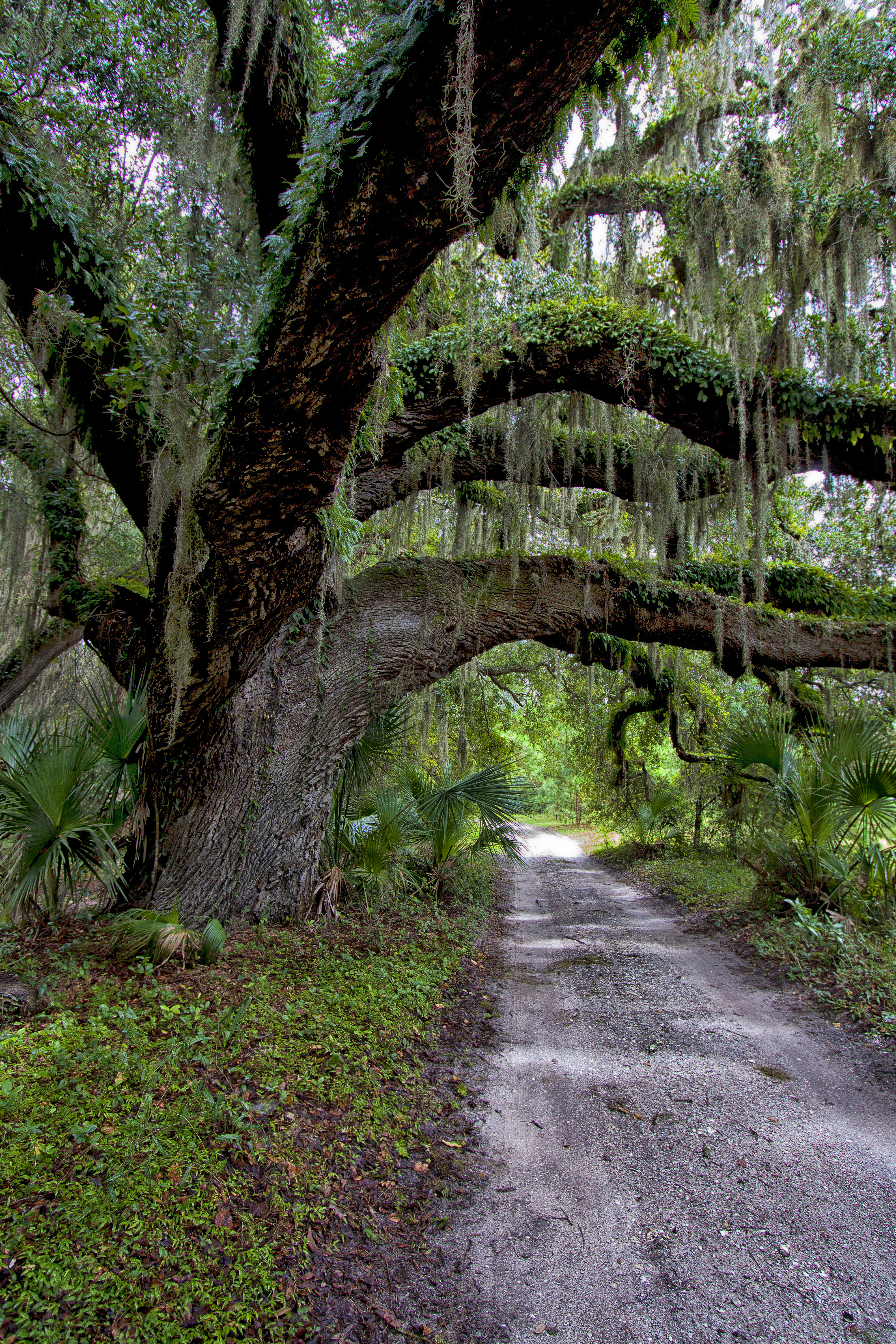 Brickhill Bluff Wilderness Campsite campground photo
