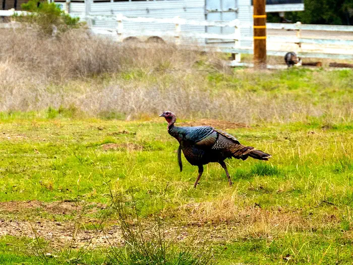 LOS PRIETOS campground photo