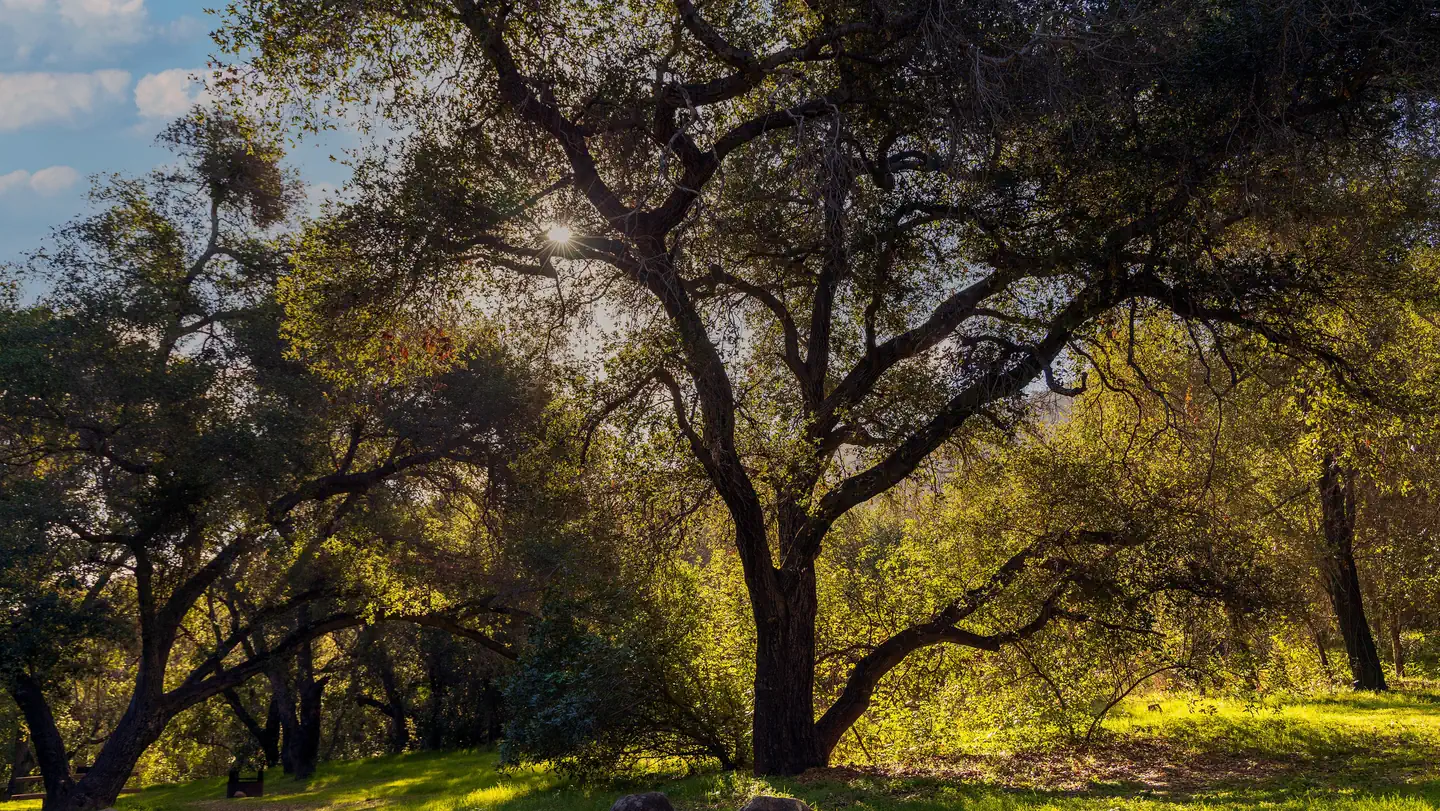 LOS PRIETOS campground photo