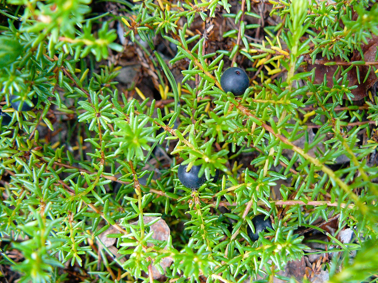 Empetrum nigrum in the woods at Riley Creek Campground in Denali National Park, Alaska.