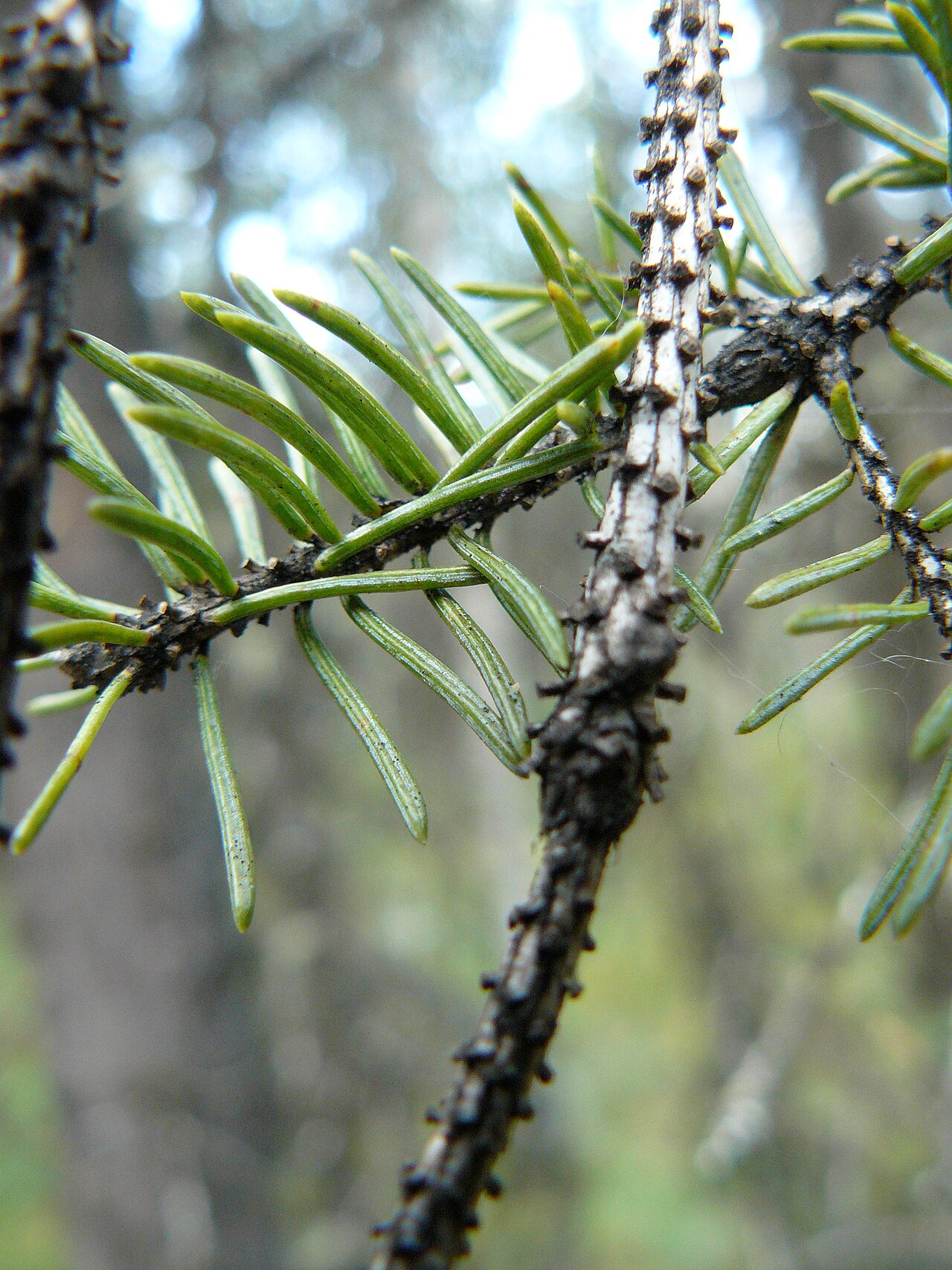 Picea glauca twig with leaves. Woods at Riley Creek Campground, Denali National Park, Alaska.