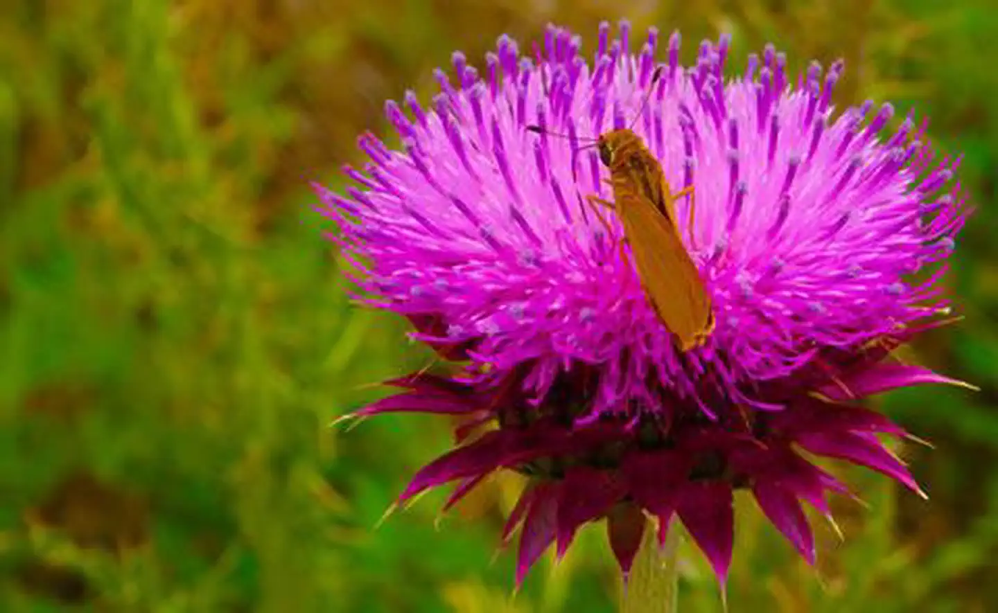 Butterfly on a pink flower